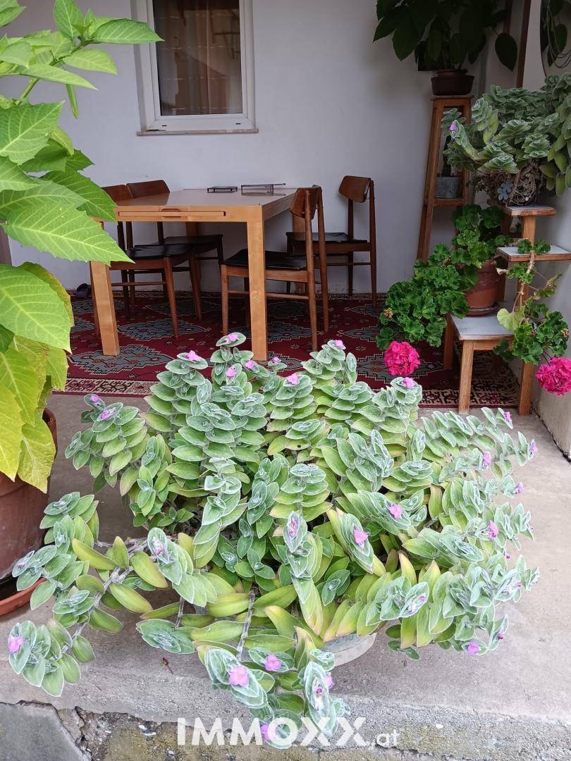 Überdachte Terrasse mit Esstisch, Stühlen und vielen Topfpflanzen für gemütliche Stunden im Freien.