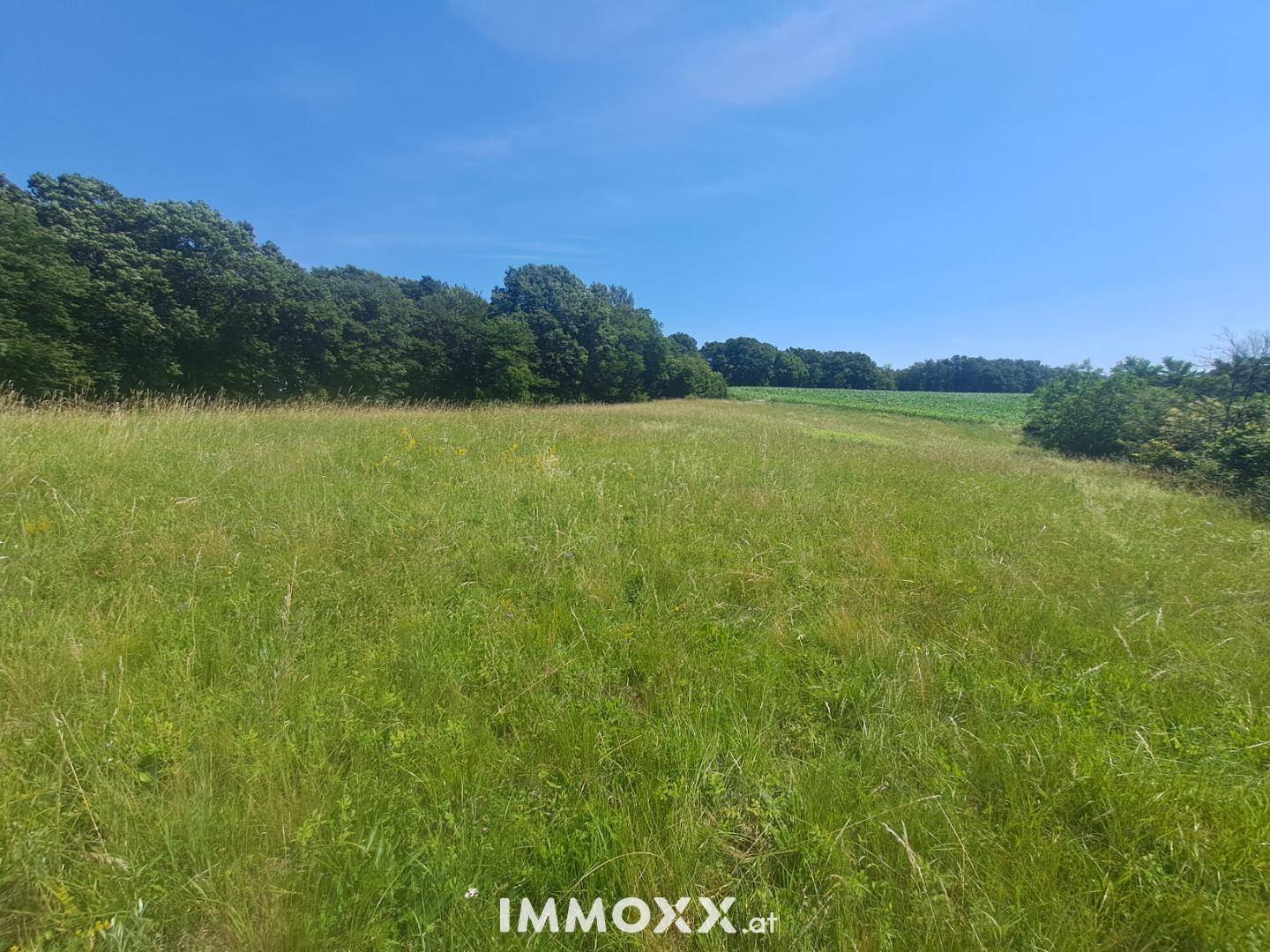 Ausgedehnte grüne Wiese mit Waldrand im Hintergrund unter einem klaren blauen Himmel.