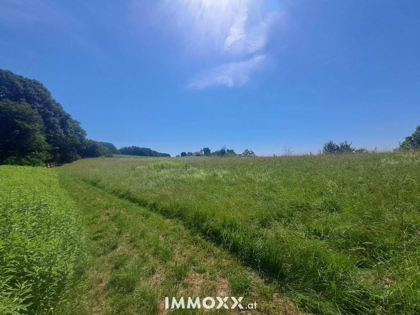 Weites Feld mit hohem Gras unter strahlend blauem Himmel und Sonnenschein.