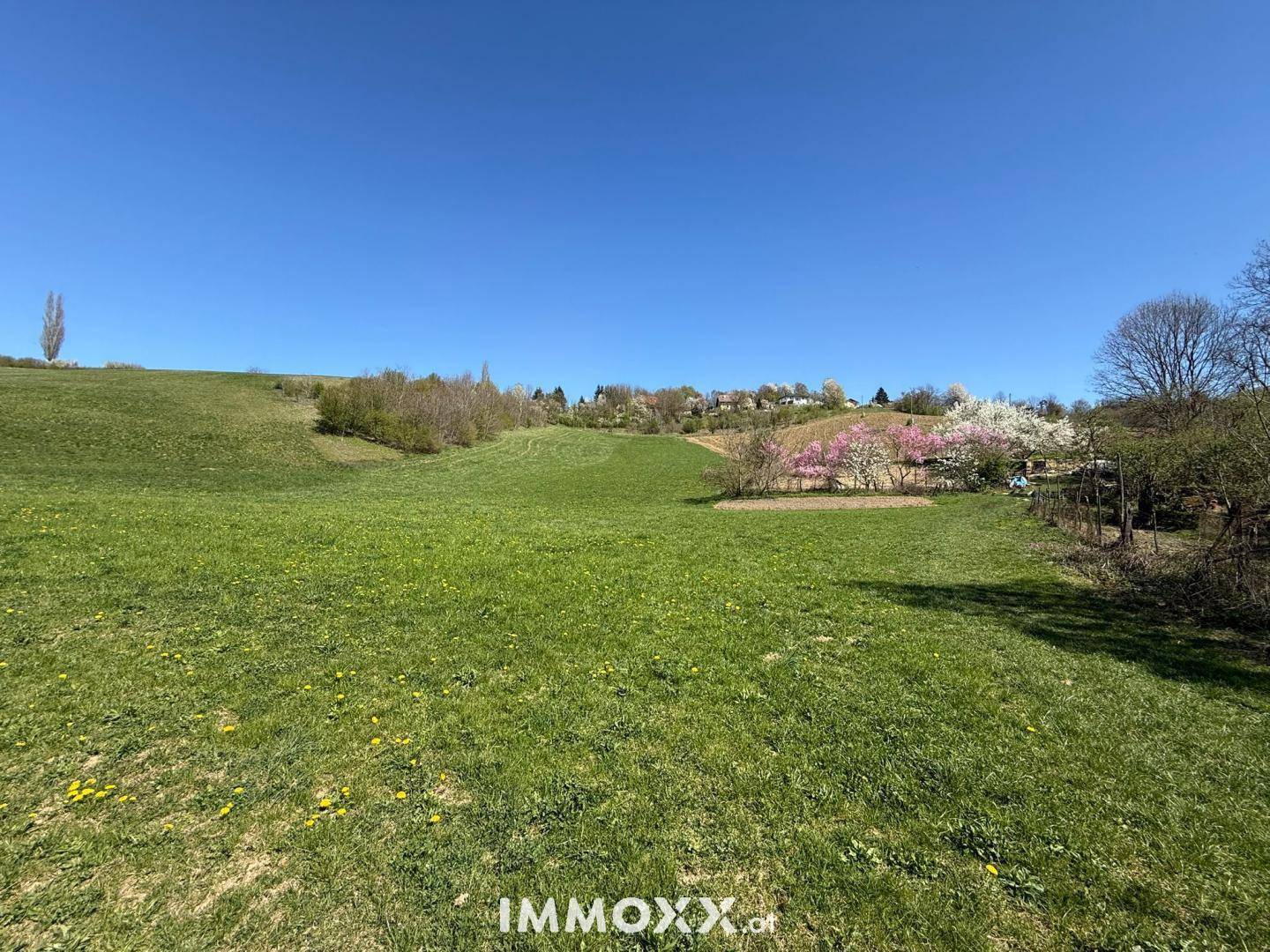 Eine weite, grüne Wiesenlandschaft unter einem strahlend blauen Himmel mit blühenden Bäumen in der Ferne.