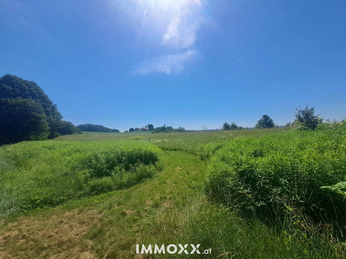 Sonniges Feld mit üppigem Grün und Büschen, umgeben von Bäumen unter blauem Himmel.