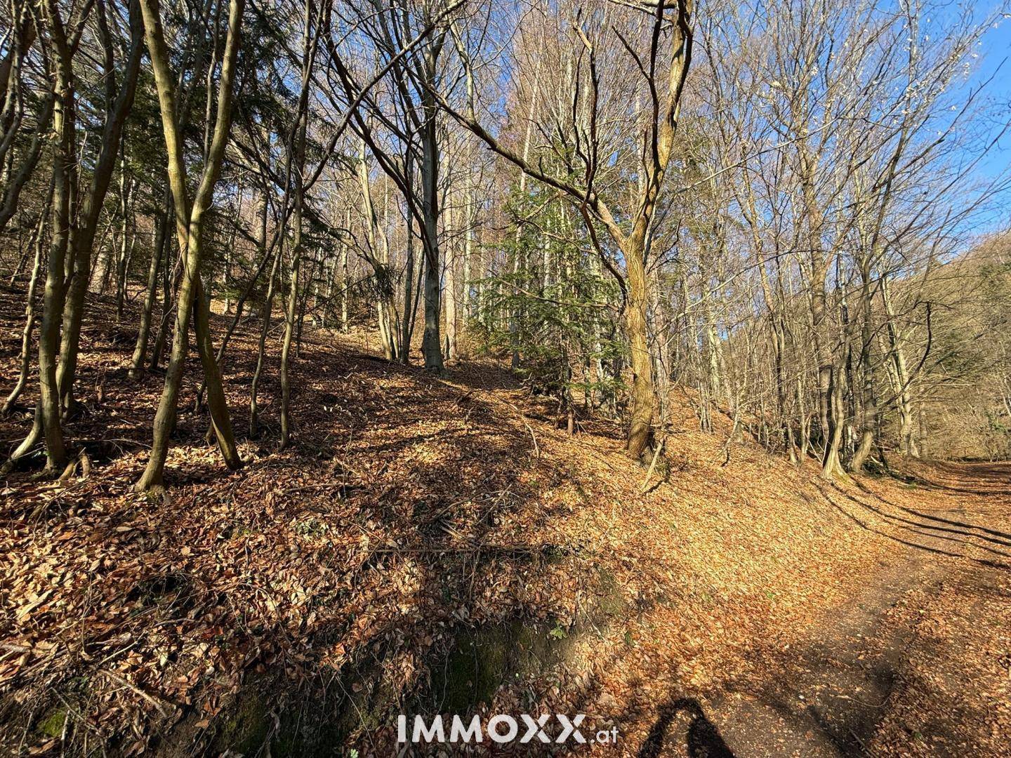 Ein sonniger Waldweg im Herbst, umgeben von hohen Bäumen und herabgefallenem Laub auf dem Boden.