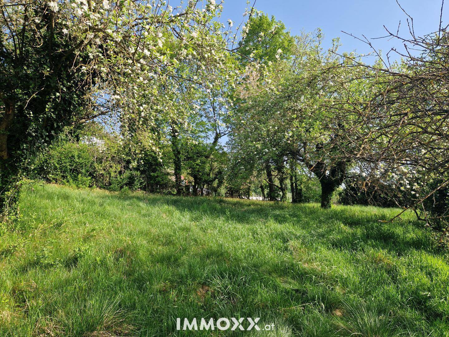 Sonniges, grünes Grundstück mit blühenden Bäumen und üppiger Vegetation.