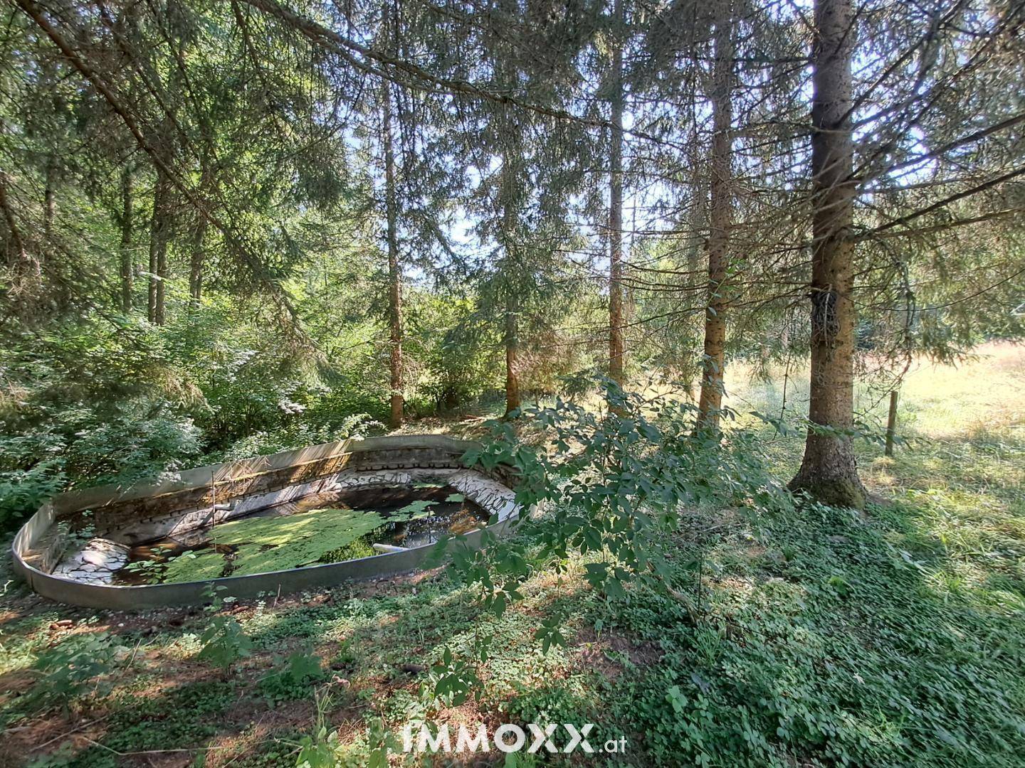 Naturbelassener Gartenbereich mit einem Teich und hohen Bäumen in ländlicher Umgebung.