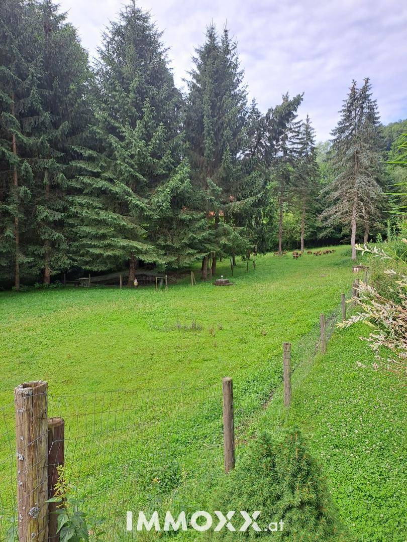 Weitläufige grüne Wiese mit Zaun und hohen Nadelbäumen im Hintergrund, ideal für Naturliebhaber.