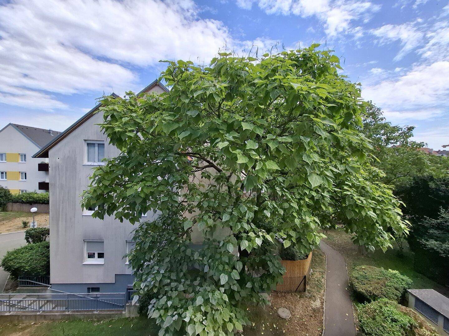Blick auf einen großen Baum und ein Wohngebäude in der Nachbarschaft.