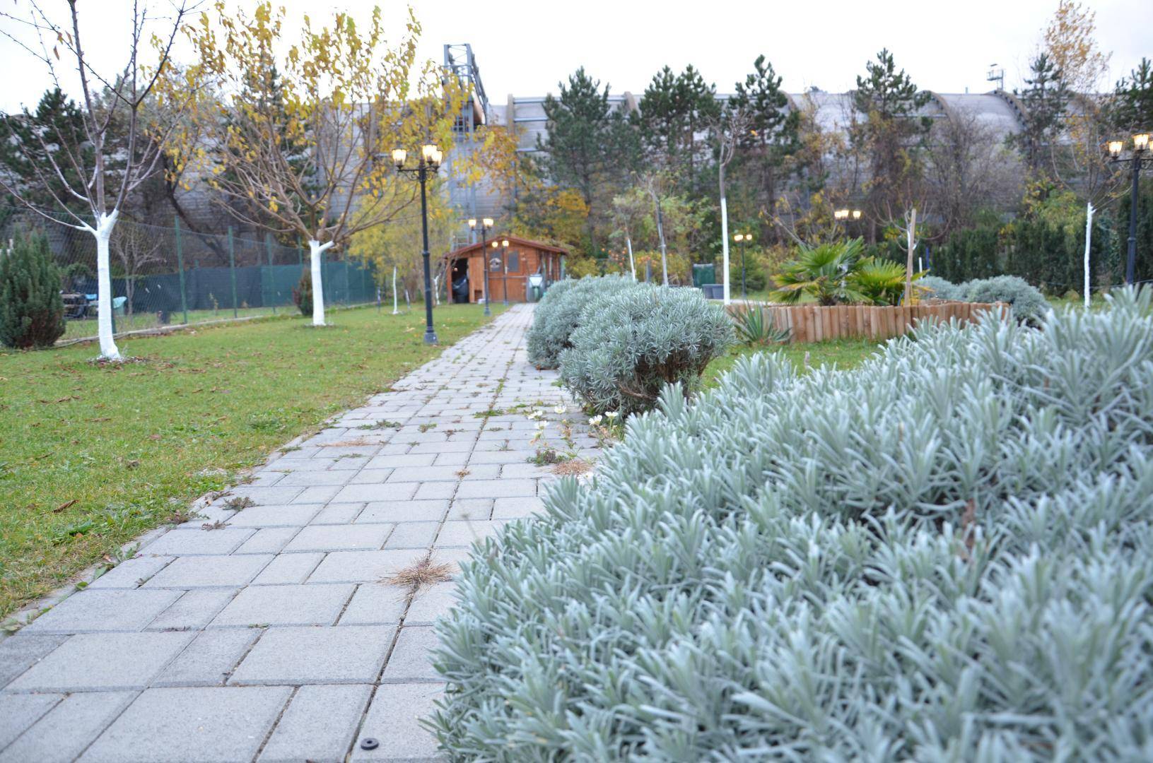 Gartenweg mit niedrigen Sträuchern und Bäumen im Hintergrund, eine ruhige Grünfläche.