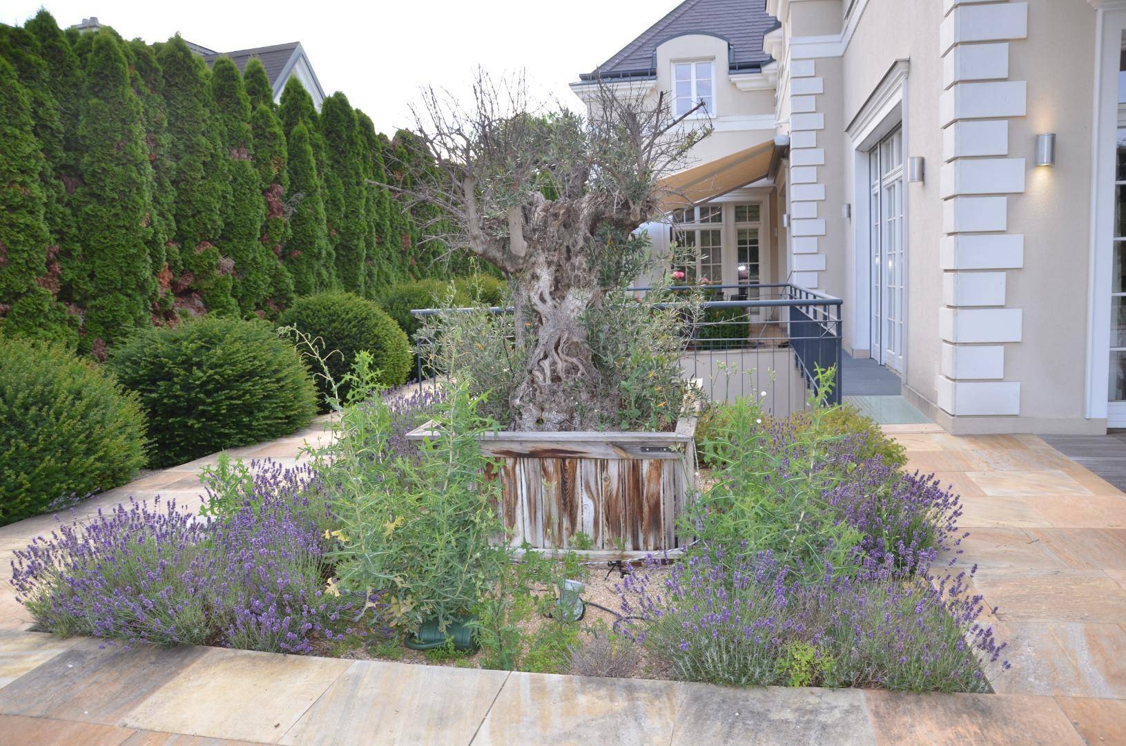 Mediterraner Gartenbereich mit Olivenbaum, Lavendel und gepflasterter Terrasse.
