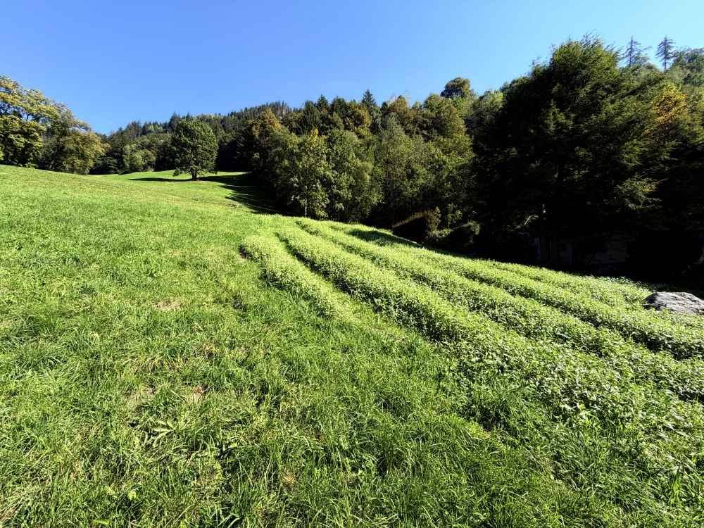 Sonnige grüne Wiese mit angelegten Reihen von Pflanzen und bewaldetem Hügel im Hintergrund.