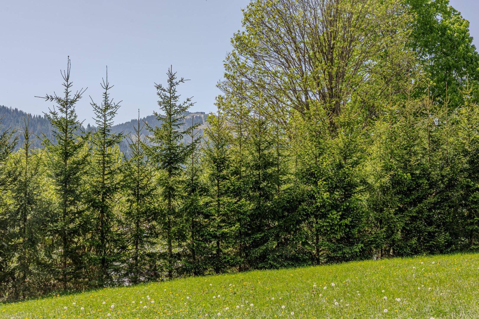 Reihe von Nadelbäumen am Rande einer grünen Wiese unter einem klaren blauen Himmel.