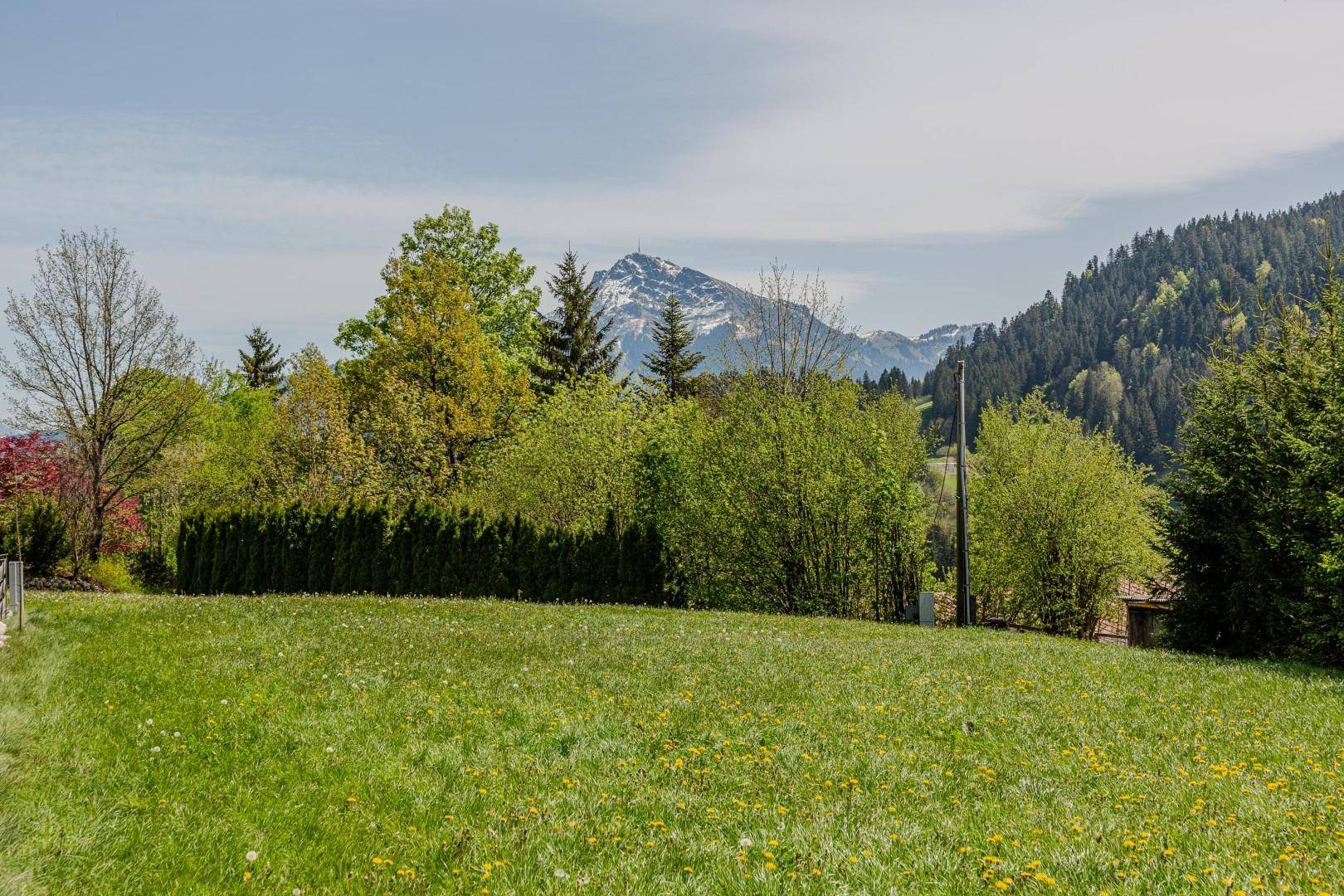 Sonnige grüne Wiese mit Bäumen und einem beeindruckenden Blick auf schneebedeckte Berge in der Ferne.
