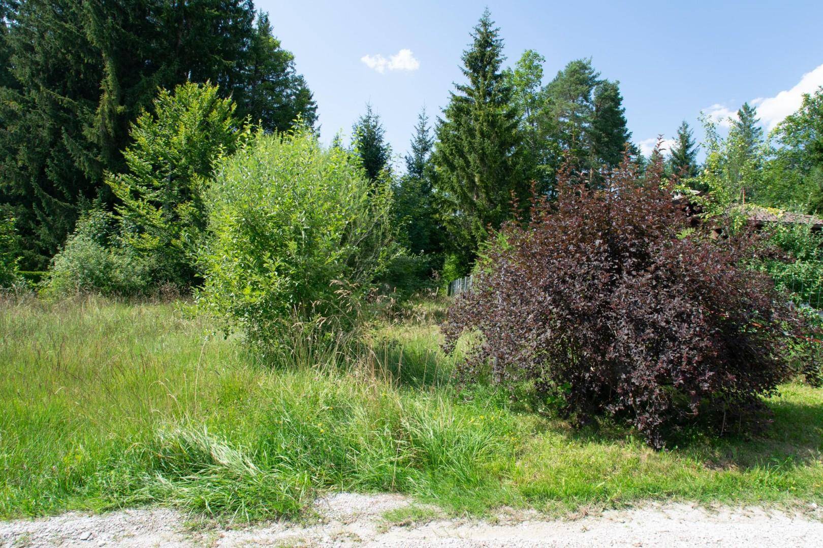 Naturbelassene Grünfläche mit verschiedenen Sträuchern und Bäumen unter blauem Himmel.