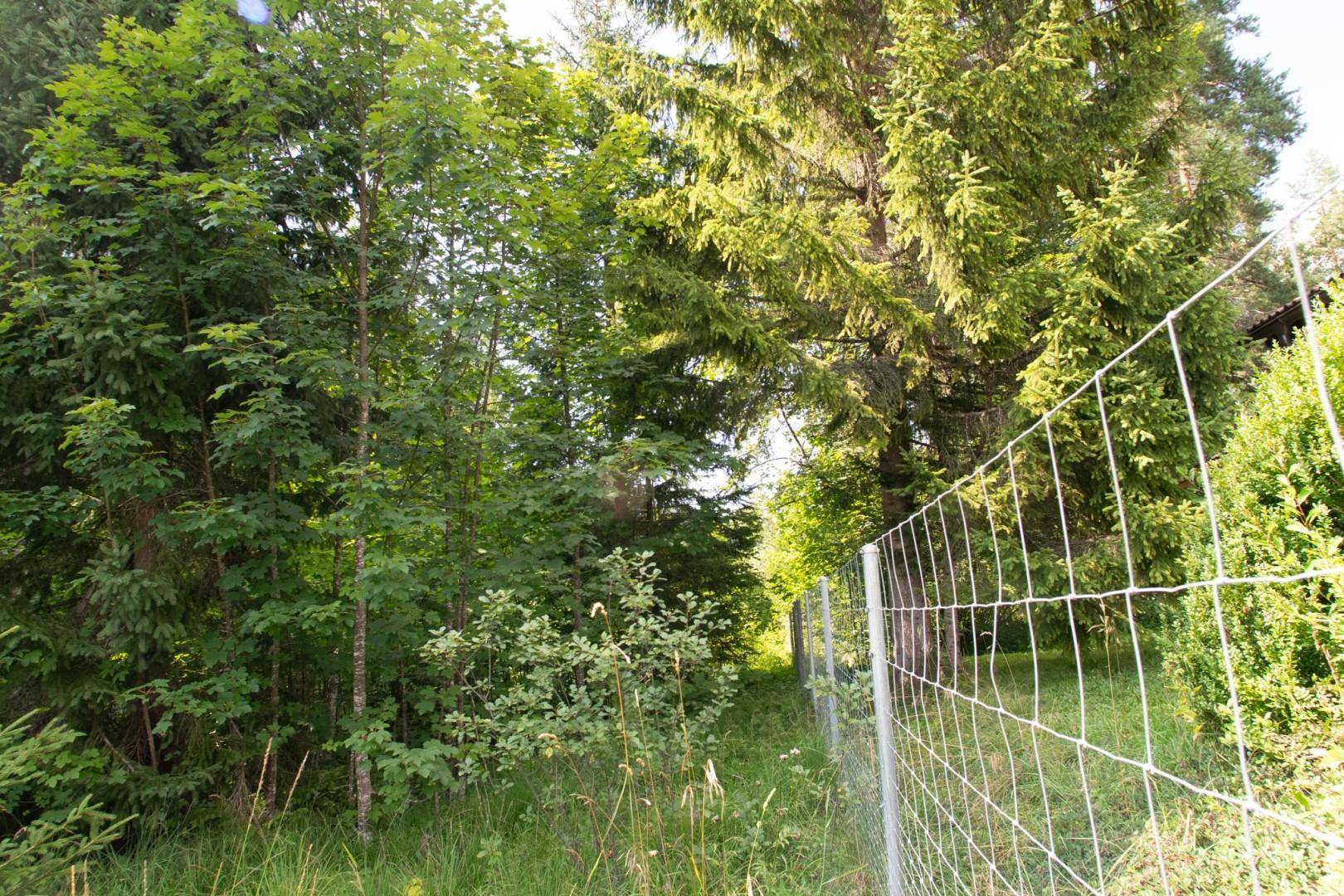 Pfad durch einen dichten Wald mit hohen Bäumen und einem Drahtzaun am Wegesrand.
