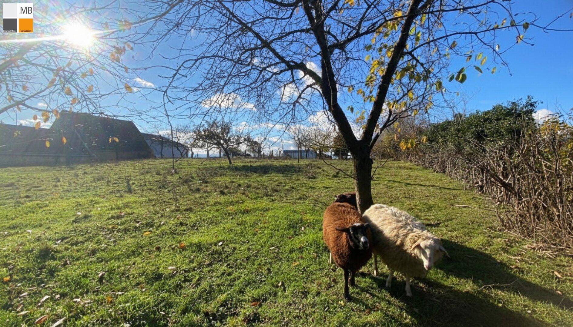 Idyllisches Grundstück mit grüner Wiese, Bäumen und zwei Schafen unter strahlendem Sonnenschein.