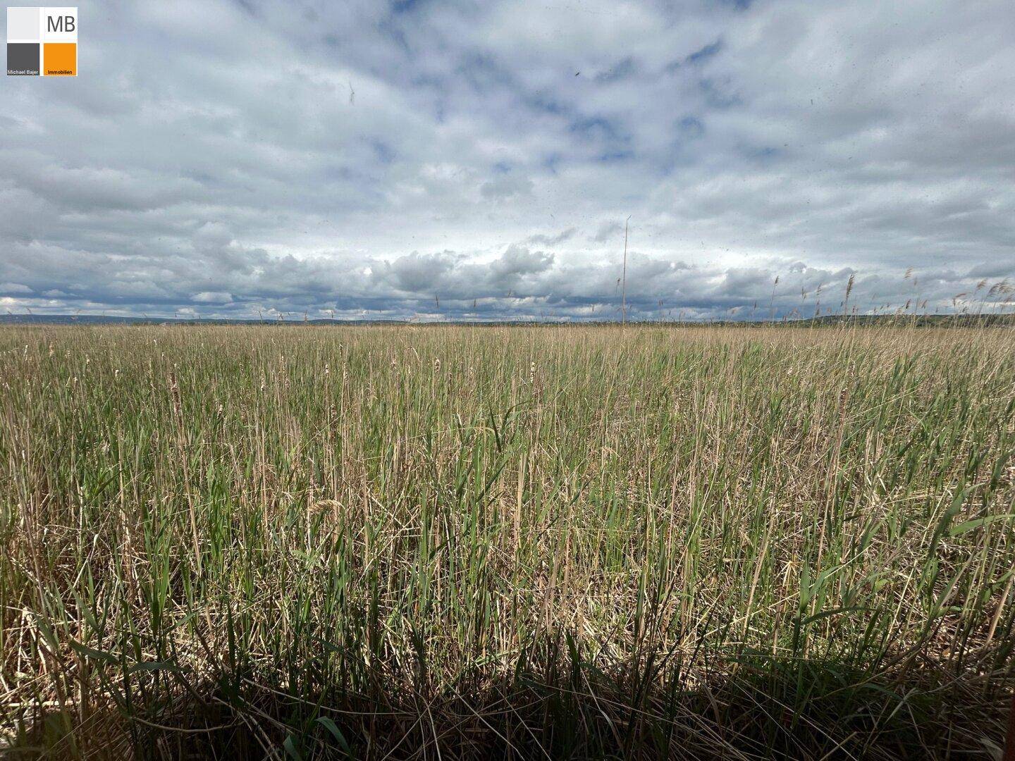 Weite Schilflandschaft unter einem bewölkten Himmel, erstreckt sich bis zum Horizont.