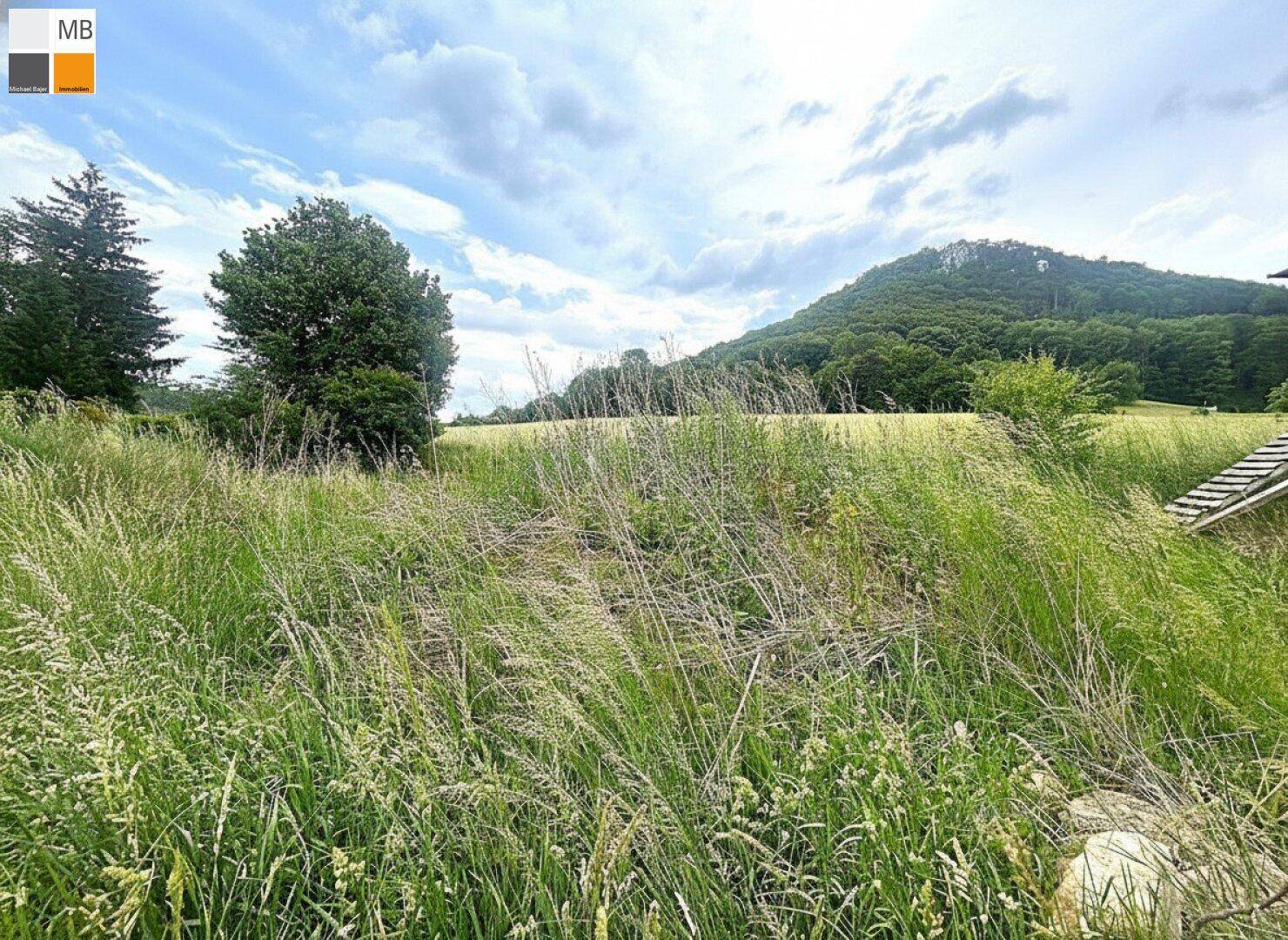 Idyllische Landschaft mit hohem Gras, Bäumen und einem bewaldeten Berg unter bewölktem Himmel.