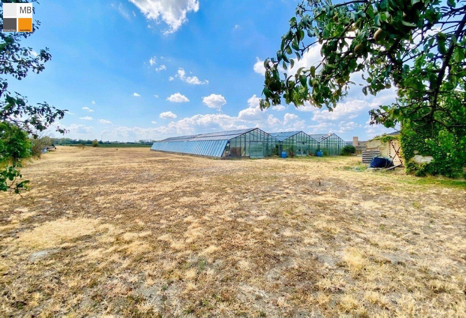 Weitläufiges Grundstück mit Gewächshäusern im Hintergrund unter blauem Himmel.