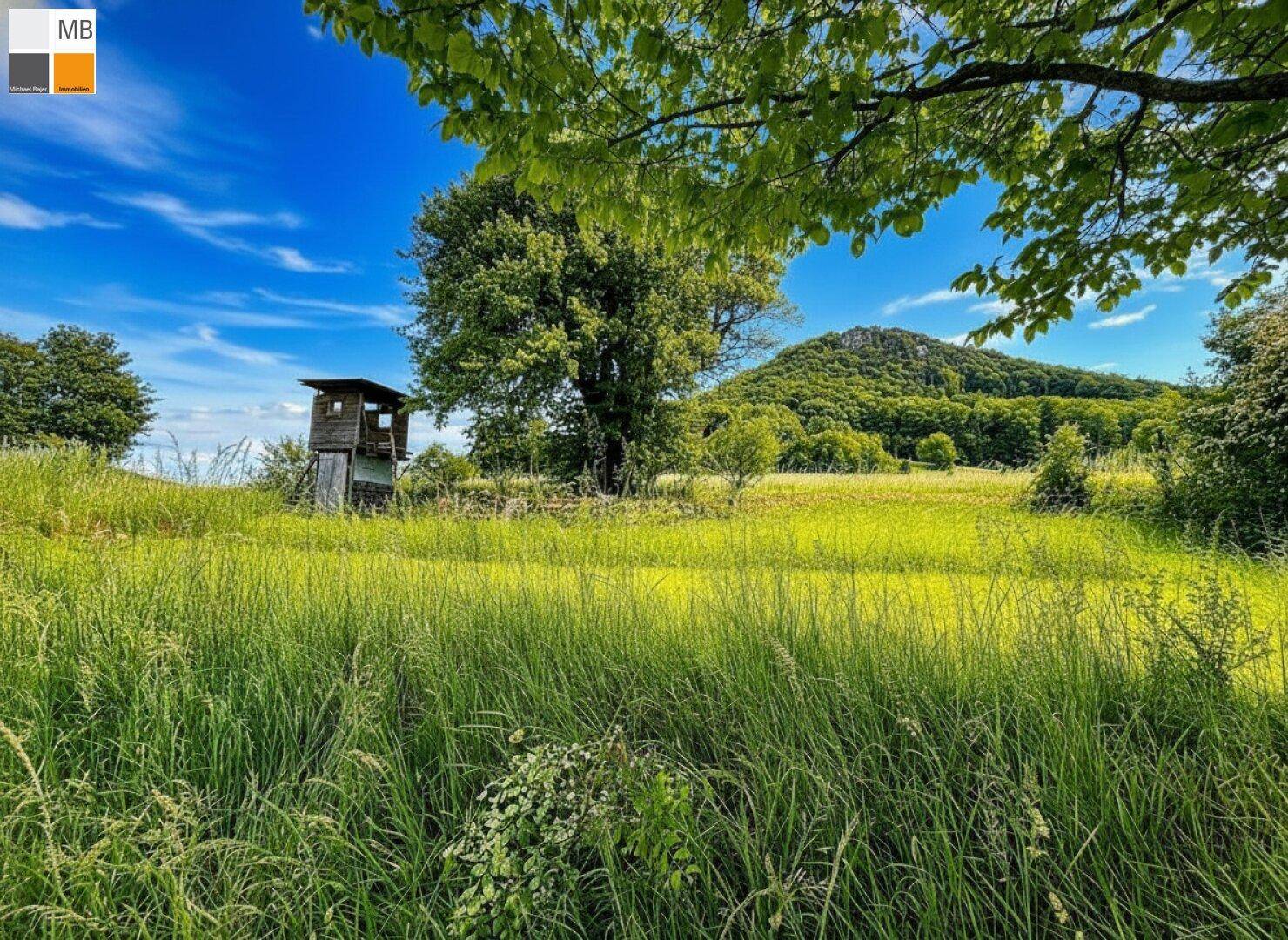 Weite grüne Wiese mit hohem Gras, einem Baum und einem Hochsitz vor einer bewaldeten Bergkette.