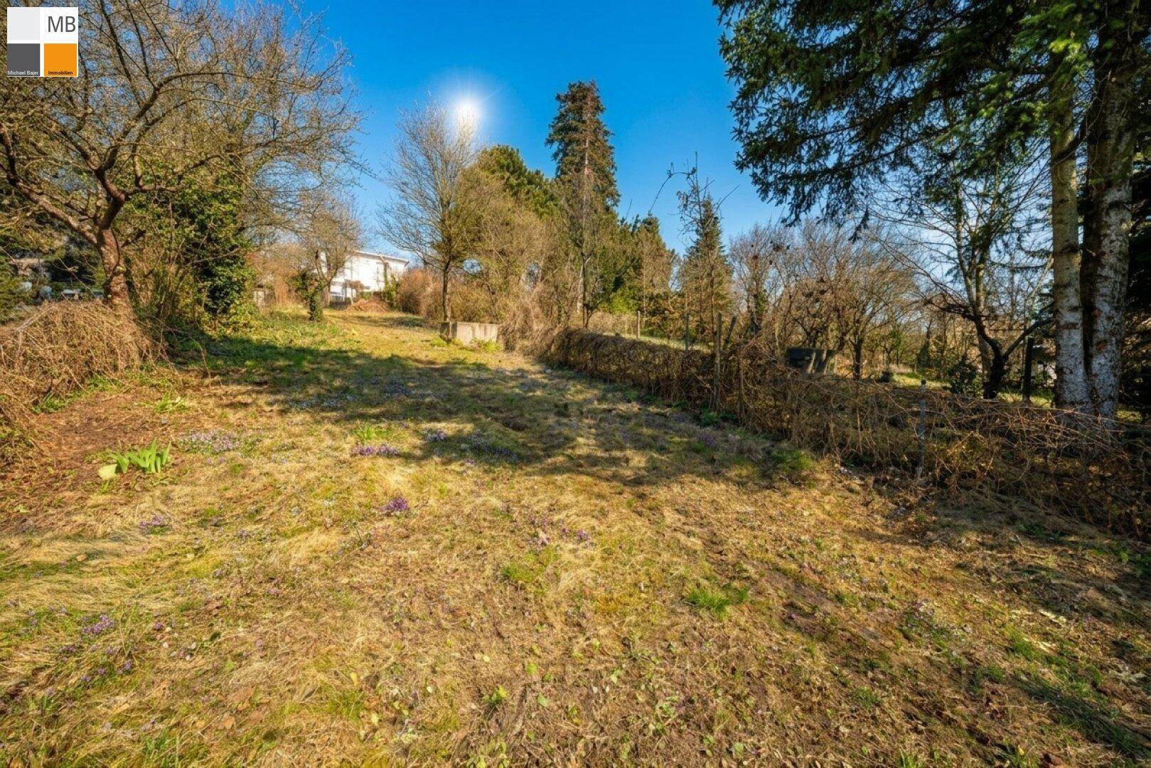Sonniger Blick auf ein naturbelassenes Grundstück mit Grasflächen und Bäumen, umgeben von Vegetation.