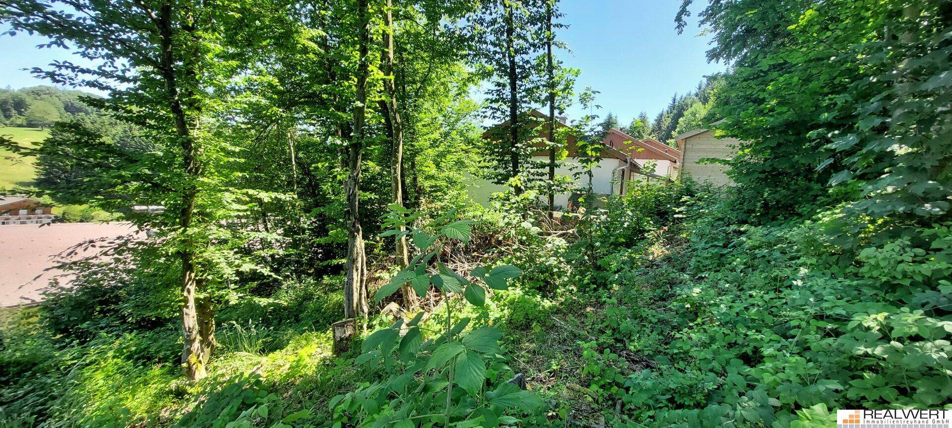 Blick durch dichte Vegetation auf ein verstecktes Gebäude in einer ruhigen, grünen Umgebung.