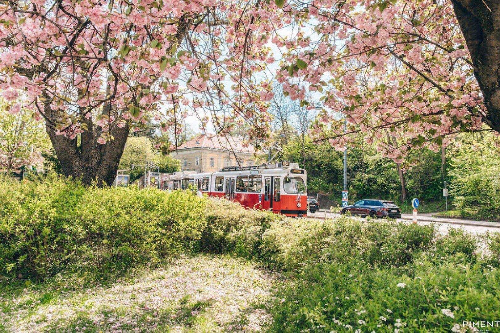 Malerische Frühlingsszene mit blühenden Bäumen und einer Straßenbahn in einer grünen Umgebung.
