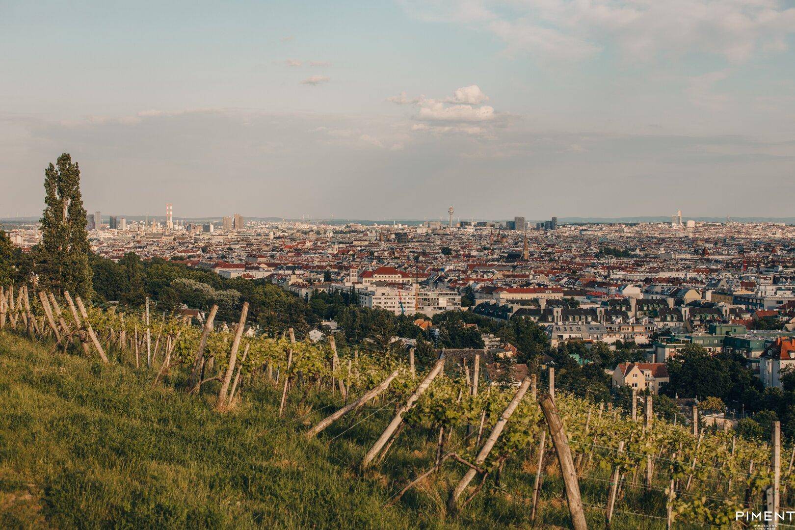 Malerischer Weinberg mit weitem Blick über die Stadt und ihre Skyline unter blauem Himmel.