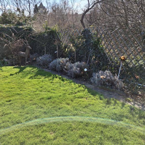 Detailansicht eines Gartenbereichs mit Hecke, verschiedenen Pflanzen und einem Zaun.