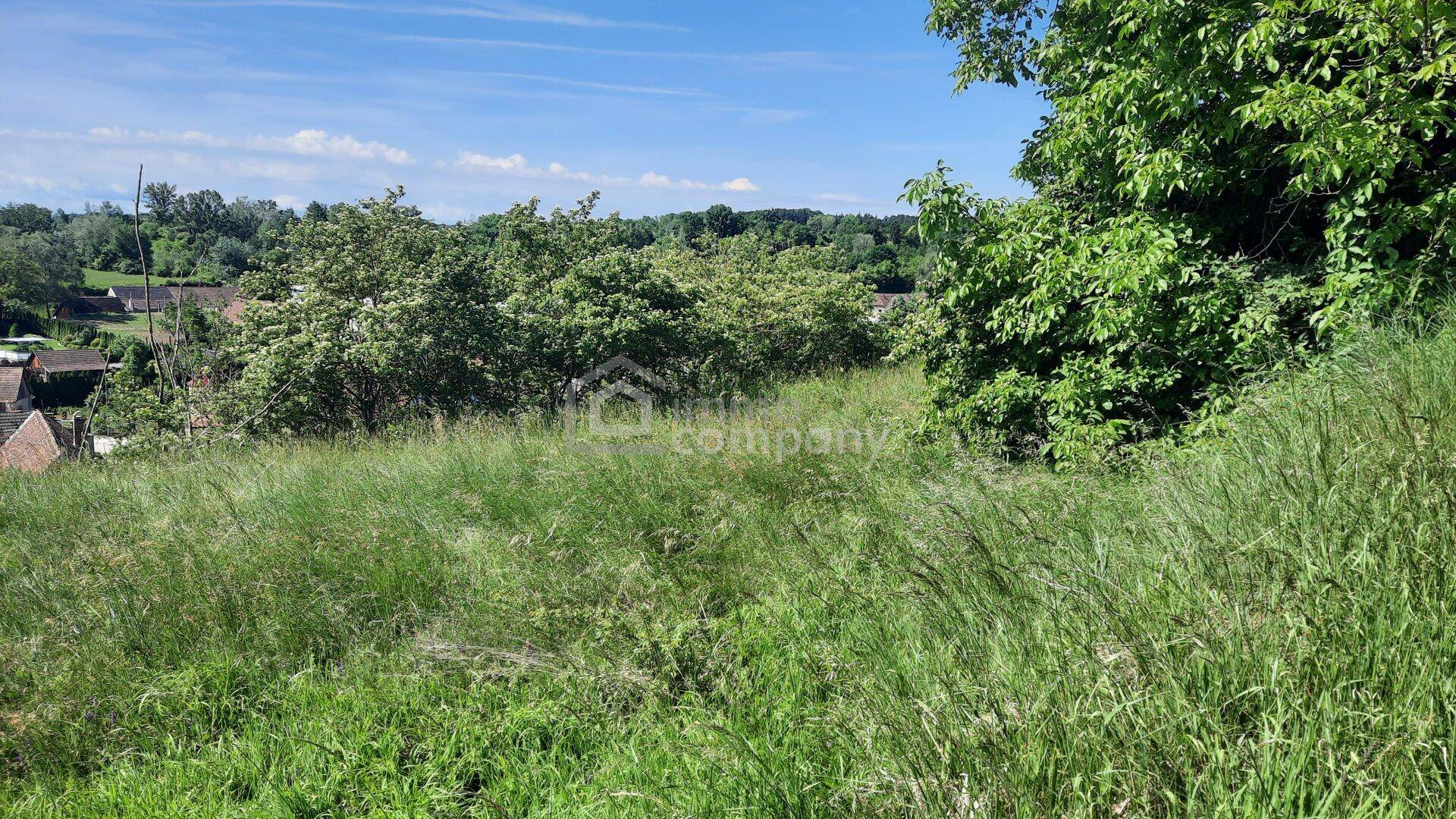 Weitläufiges, grünes Feld mit hohen Gräsern und Bäumen, das eine ländliche Umgebung zeigt.