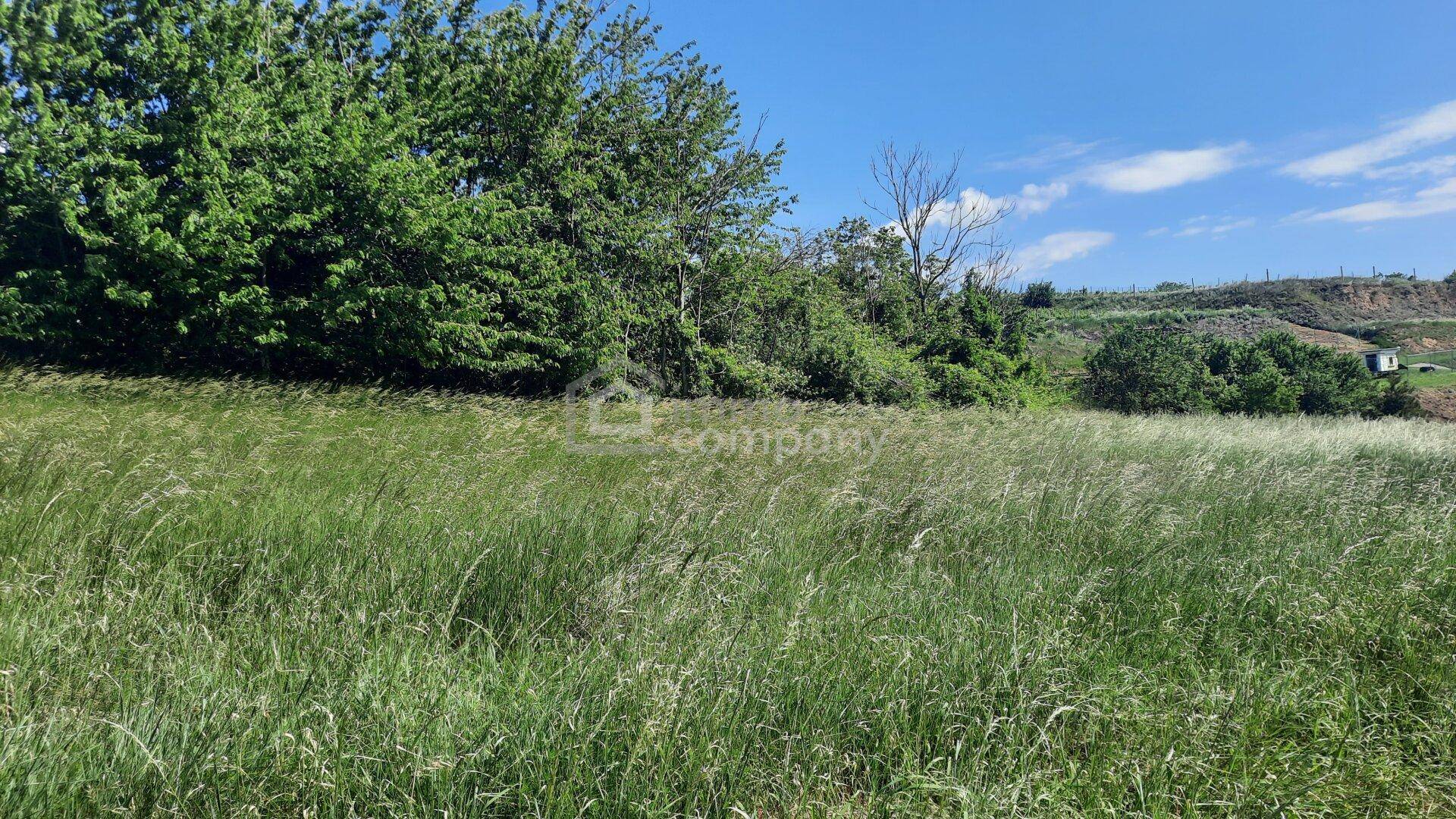 Naturbelassenes Feld mit hohen Gräsern und Bäumen unter einem weiten blauen Himmel.