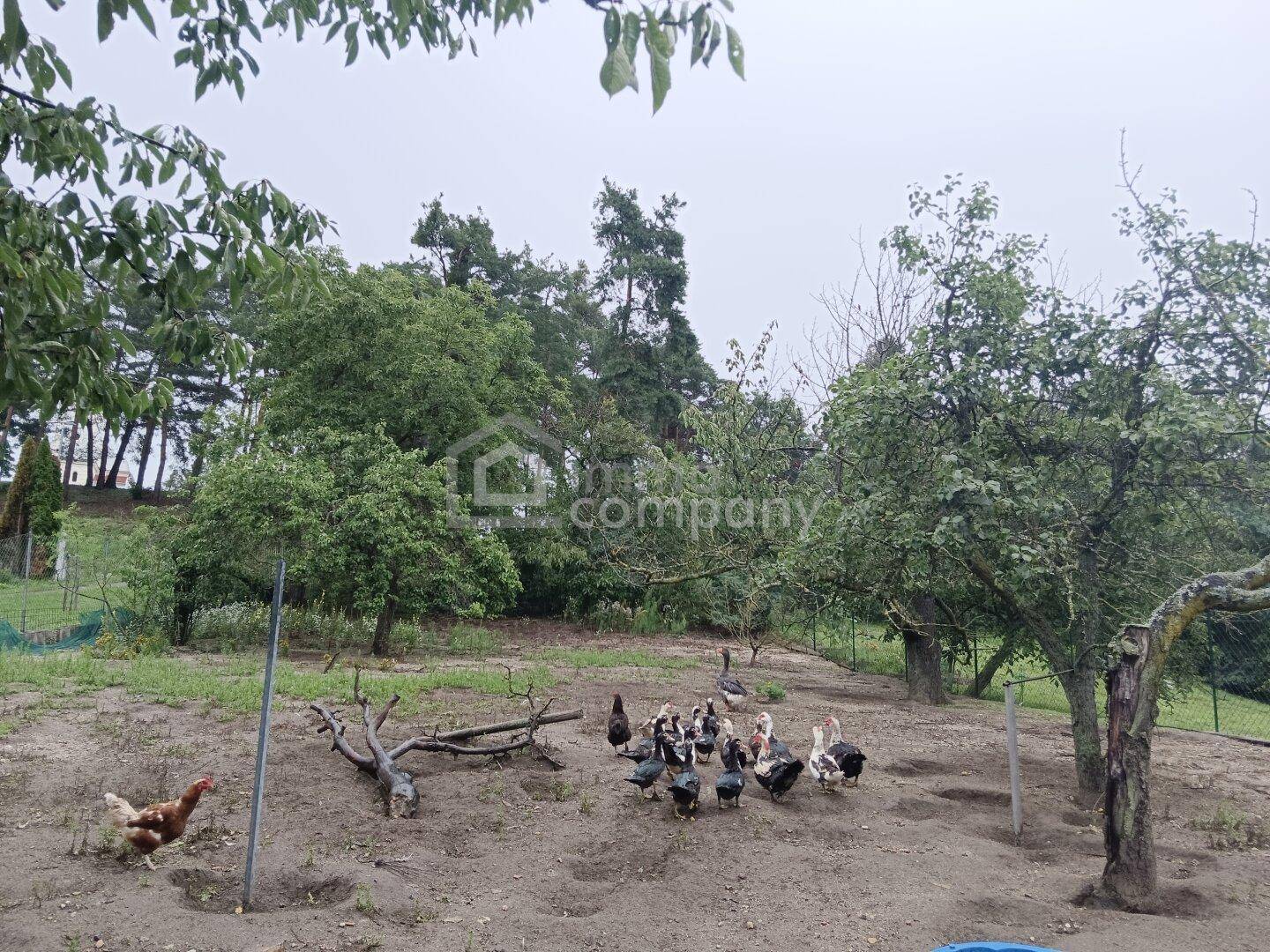 Ländlicher Gartenbereich mit Obstbäumen und freilaufenden Hühnern und Enten.