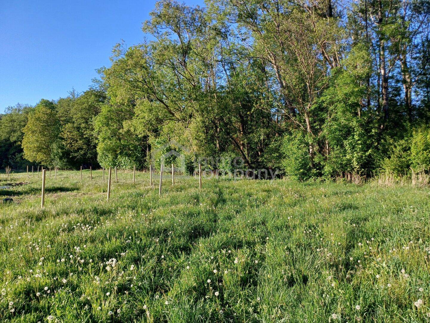 Grüne Wiese mit Bäumen im Hintergrund unter klarem blauen Himmel.