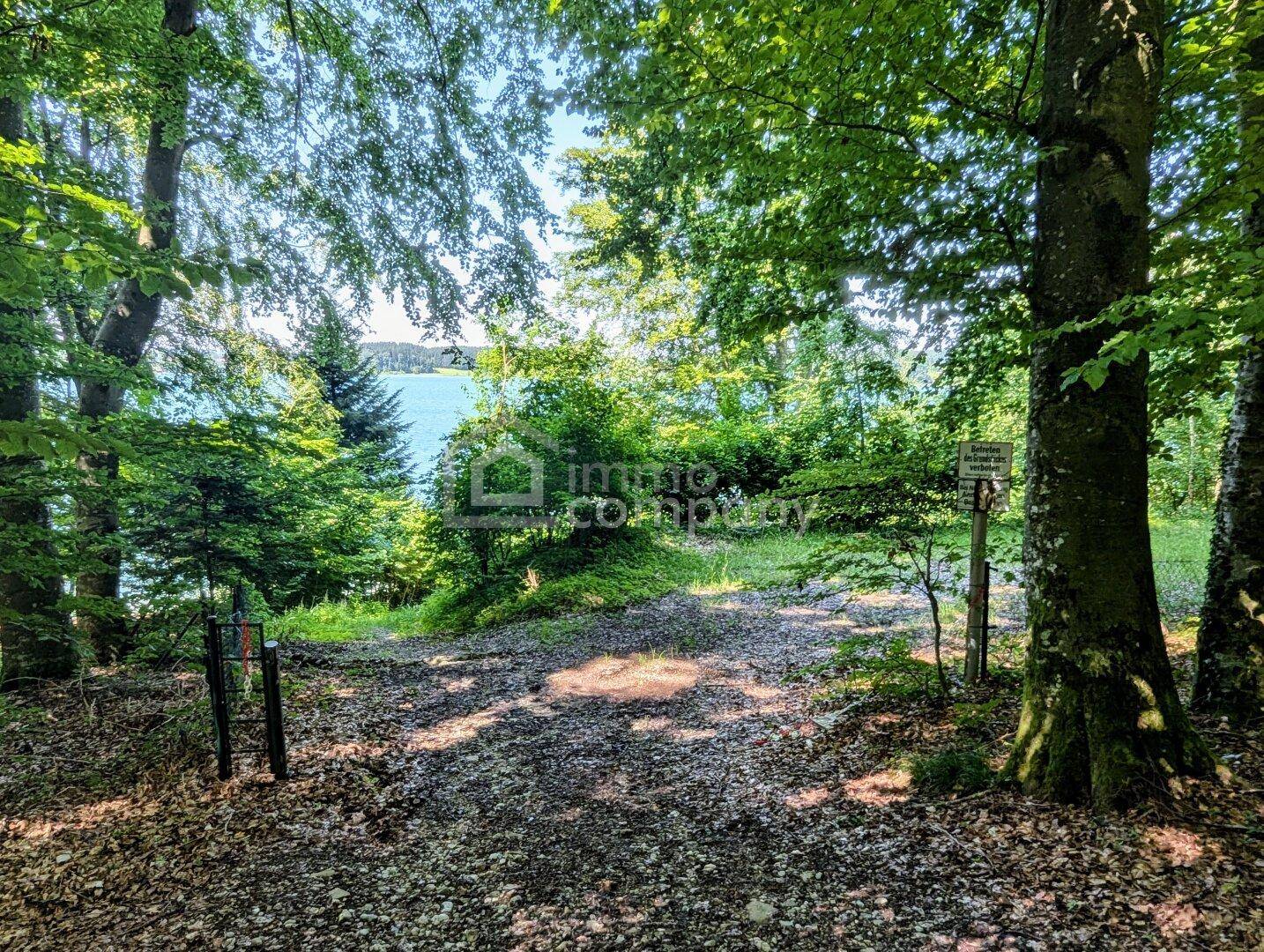Eine Lichtung im Wald mit einem Pfad, der zum See führt, der in der Ferne durch die Bäume schimmert.