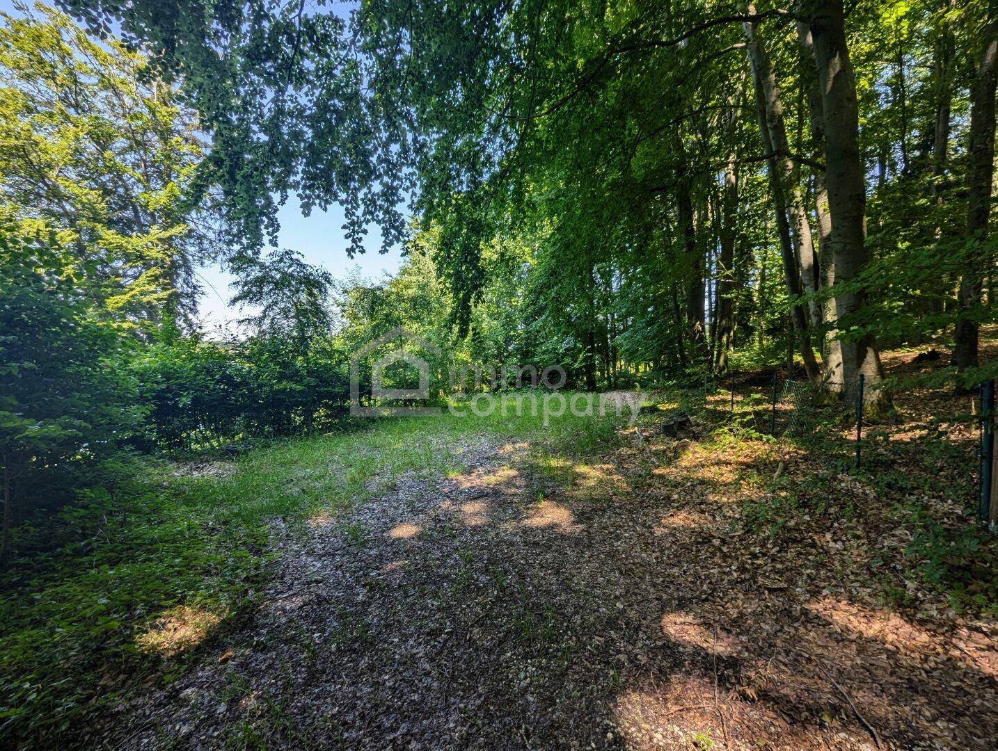 Eine breite Lichtung oder ein Weg im Wald, umgeben von dichtem, üppigem Grün und hohen Bäumen.