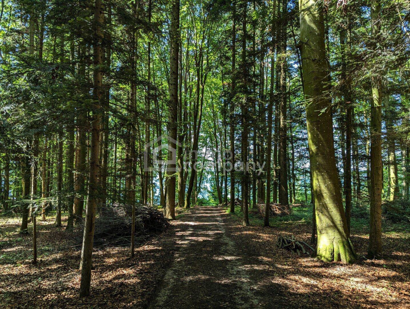 Ein sonniger Waldweg führt durch einen dichten, hohen Baumbestand mit viel natürlichem Licht.