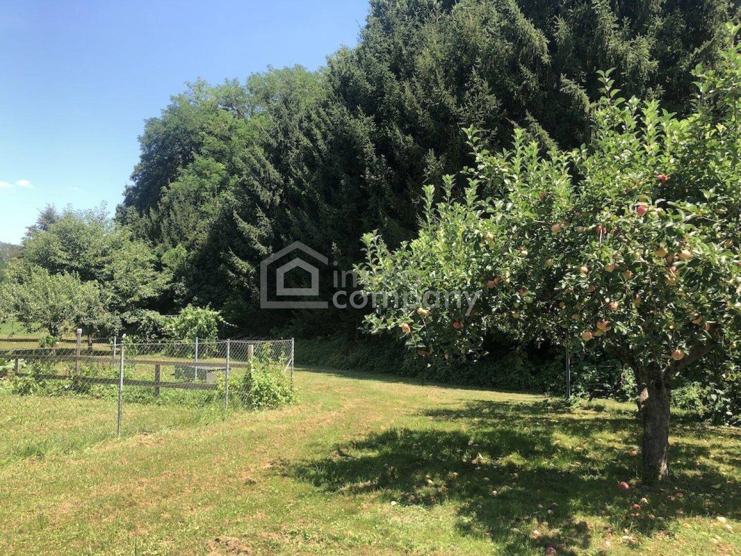 Weitläufiger Garten mit Apfelbäumen und einer natürlichen Hecke im Hintergrund, bietet viel Grünfläche.