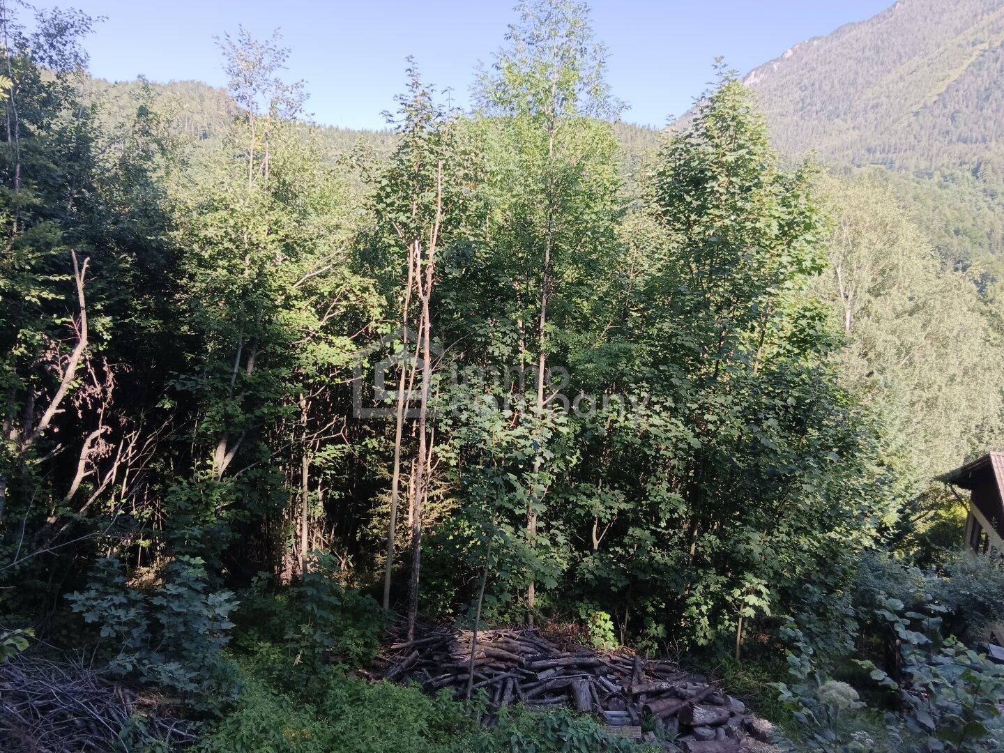 Dichter Waldrand mit gestapeltem Holz und üppiger Vegetation.