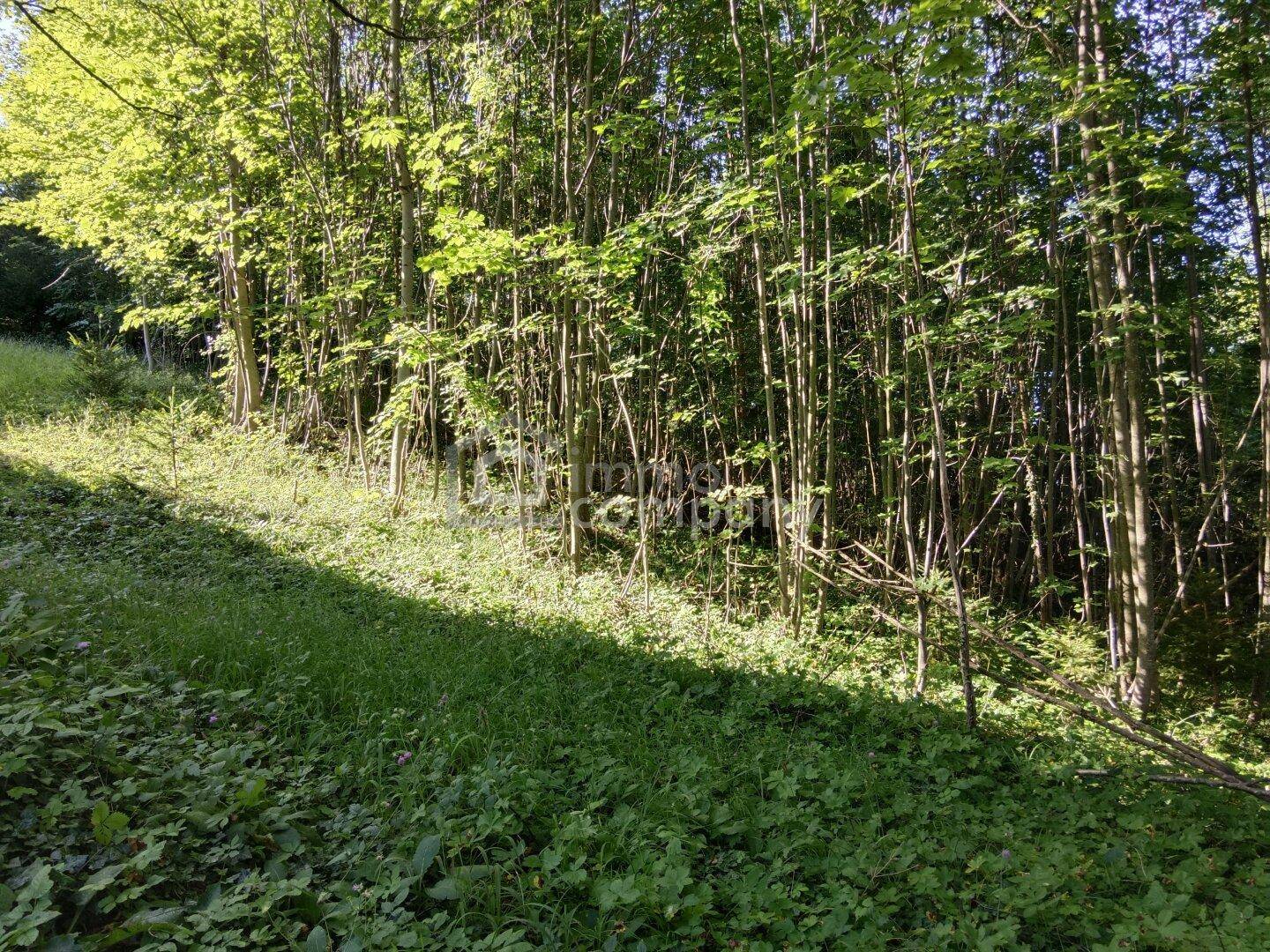 Sonnendurchfluteter Waldboden mit jungen Bäumen und dichtem Grün.