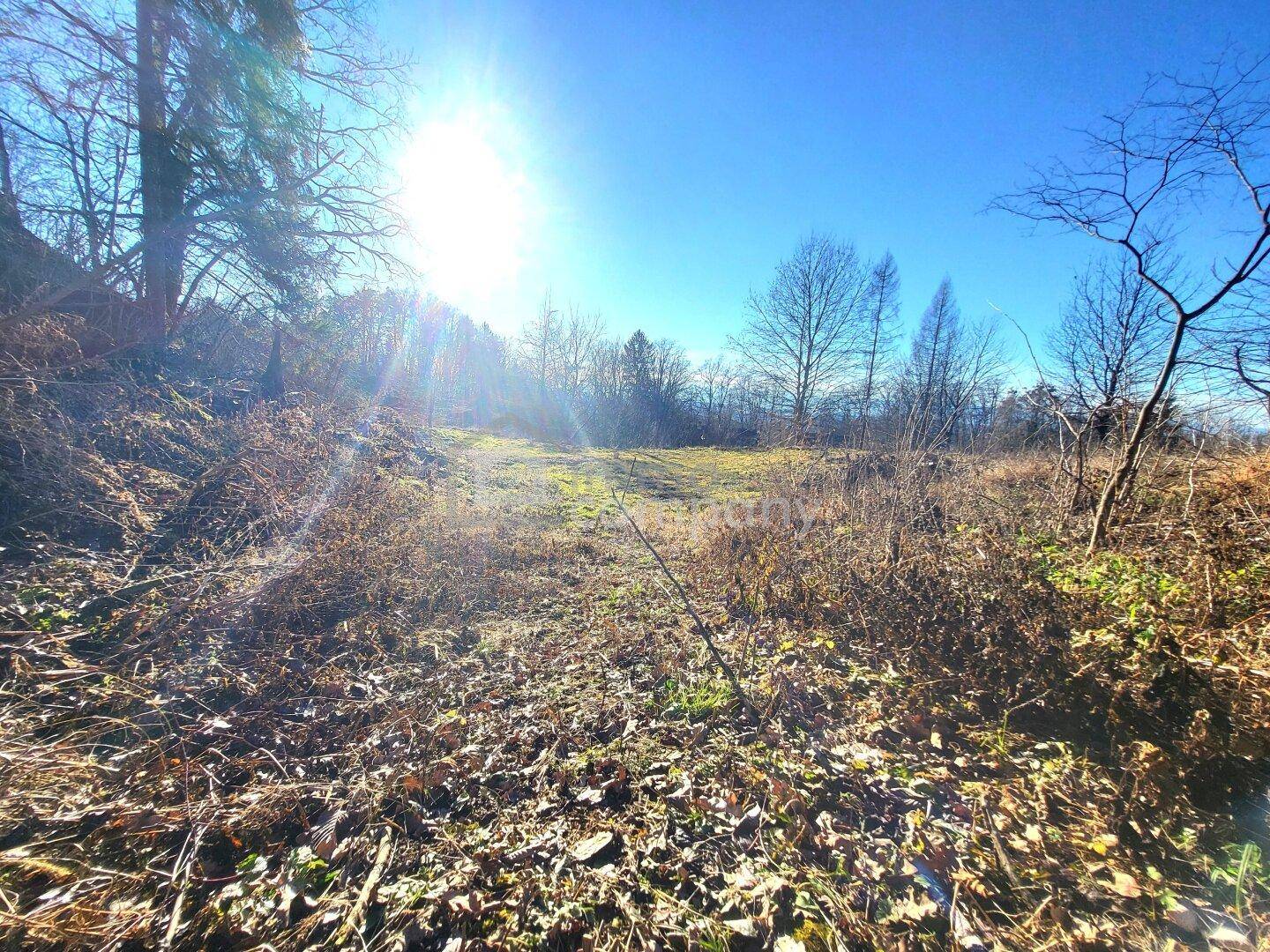 Sonniges, naturbelassenes Grundstück mit Bäumen und dichter Vegetation.