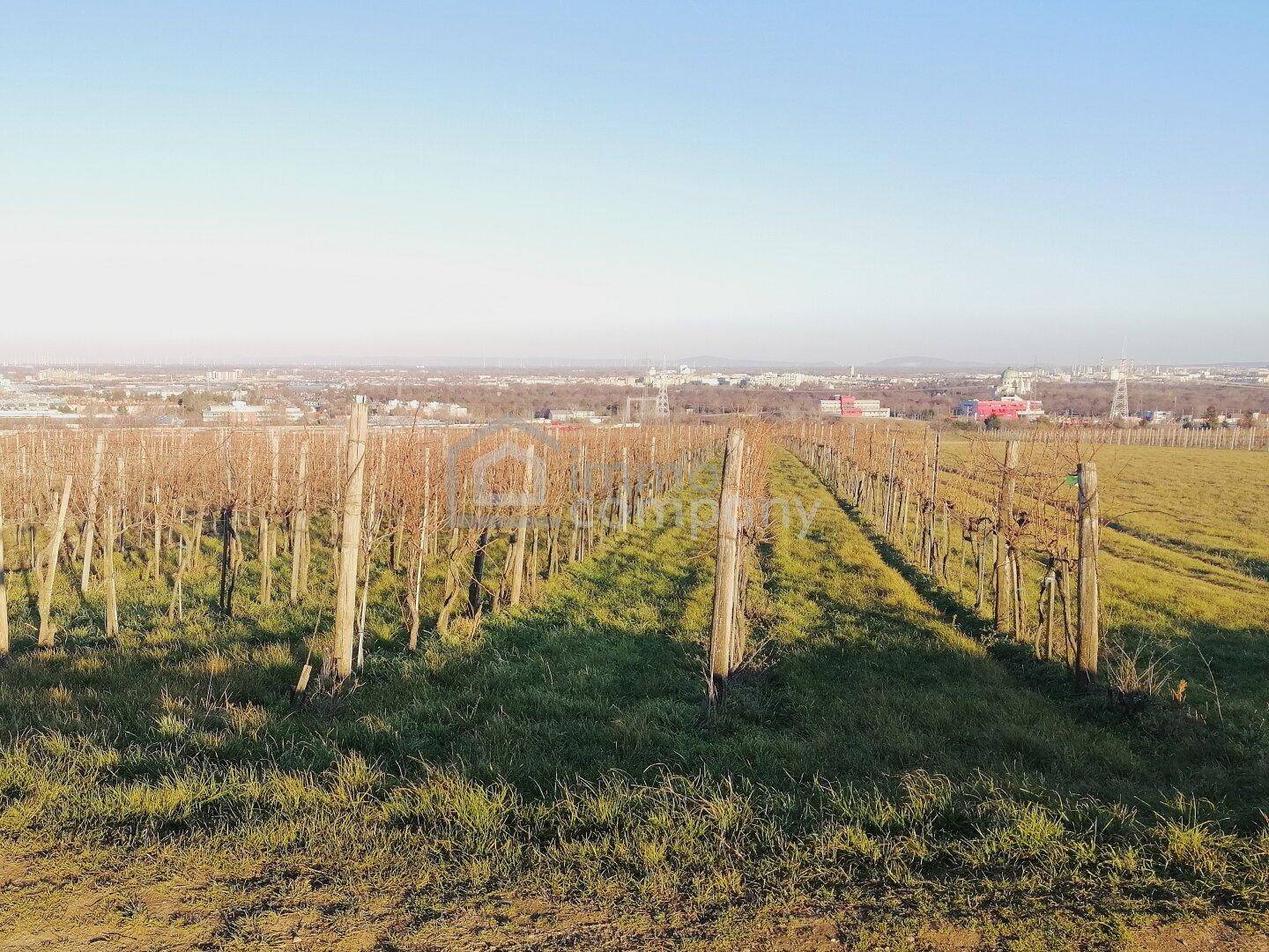 Weitläufiger Weinberg mit kahlen Rebstöcken und Blick auf eine entfernte Stadt am Horizont.