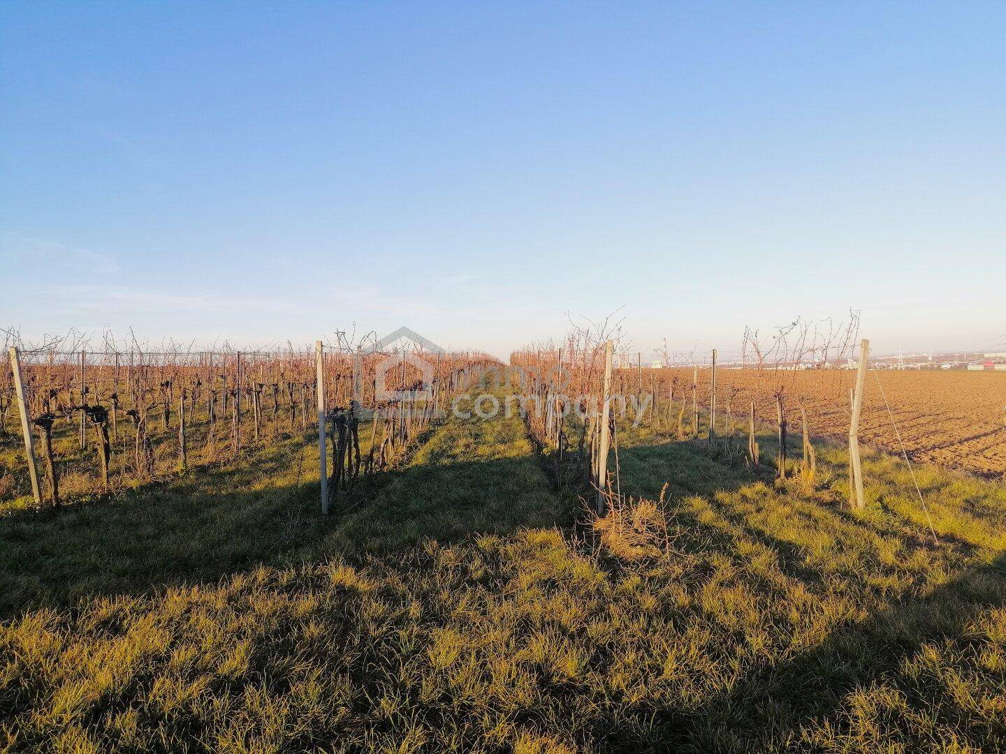 Weitläufiger Weinberg mit kahlen Rebstöcken und sonnigem Grasland unter klarem blauem Himmel.