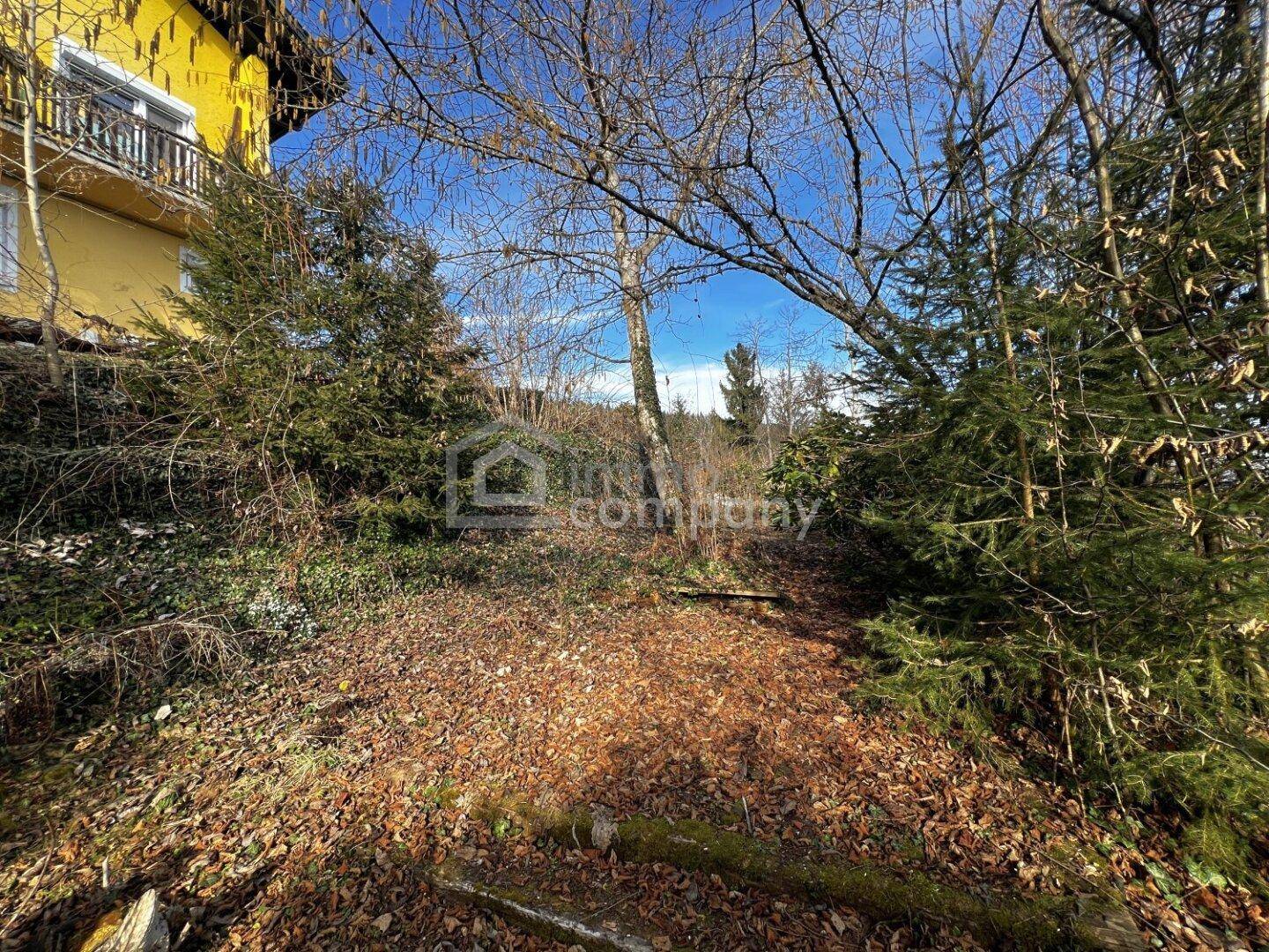 Naturbelassener Gartenbereich mit Bäumen und Laub im Herbstlicht.