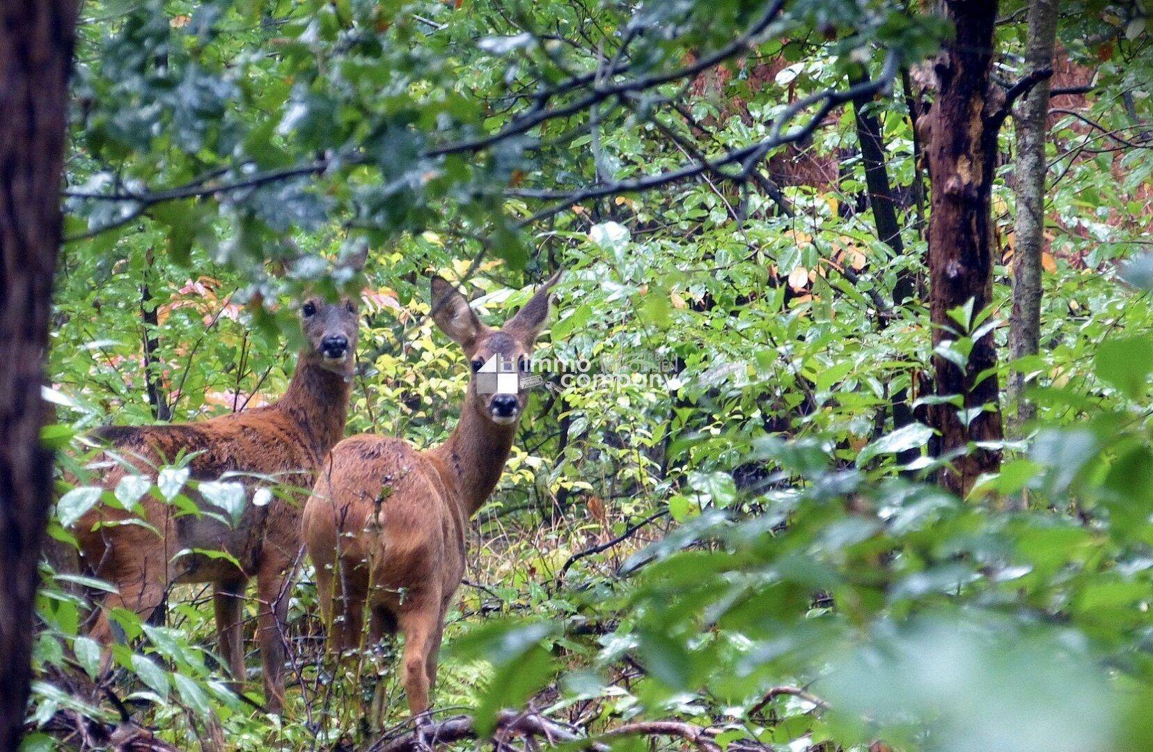 Manchmal kann man Rehe vom Badezimmerfenster aus beobachten - Symbolfoto