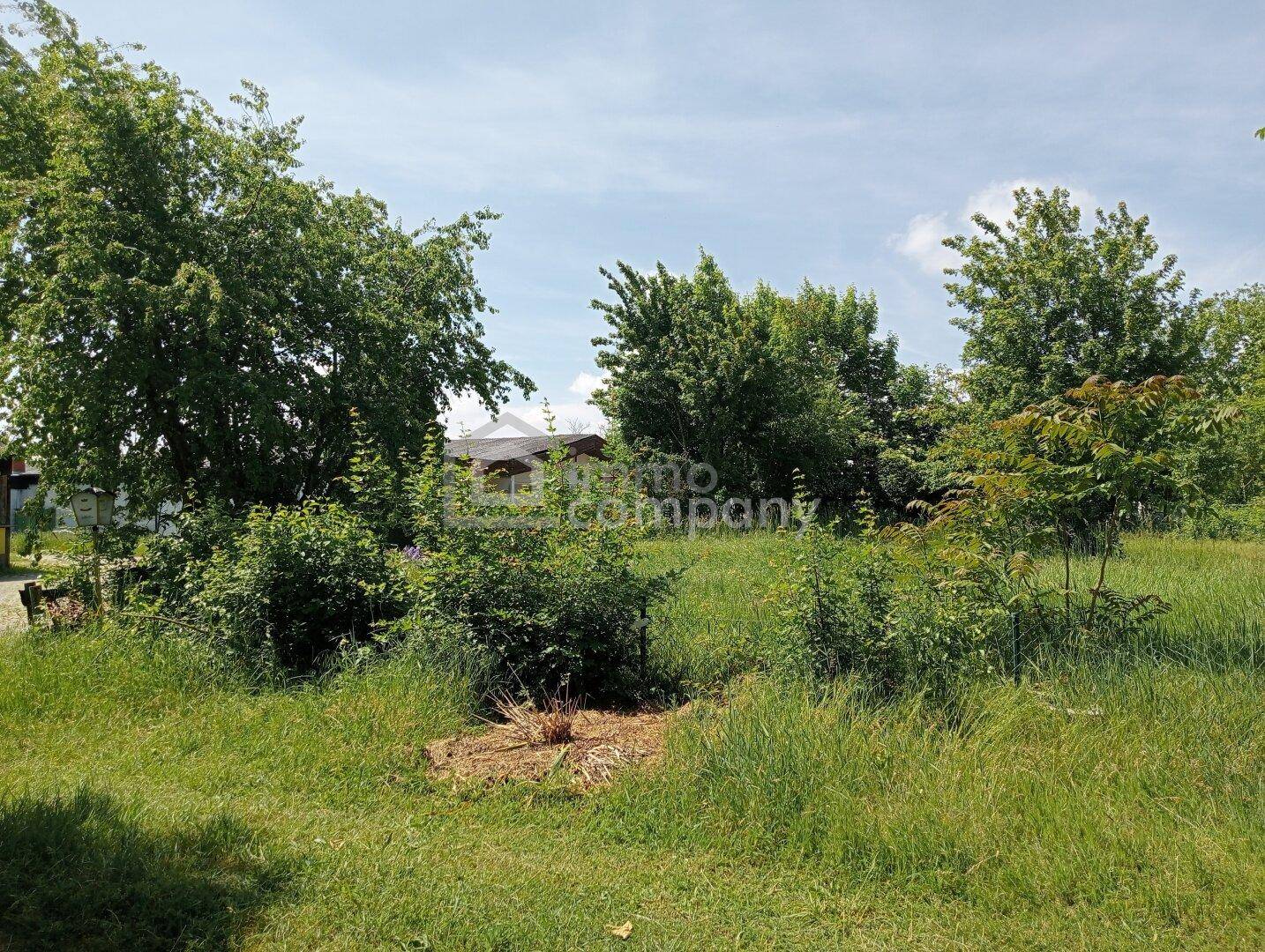 Weitläufige Grünfläche mit hohem Gras, Büschen und Bäumen unter einem sonnigen, blauen Himmel.