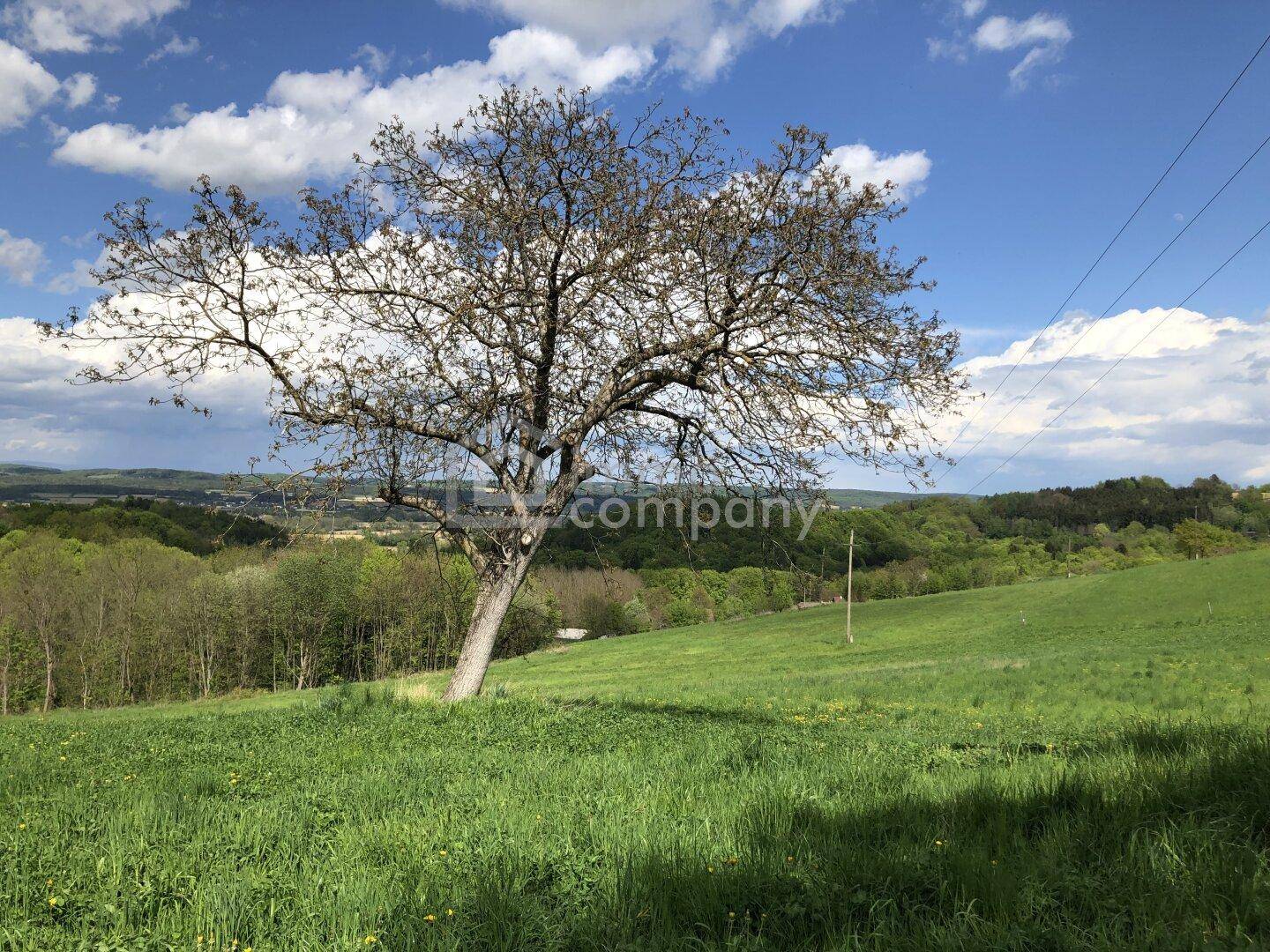 Weitläufige grüne Landschaft mit einem markanten Baum unter blauem Himmel und Wolken.