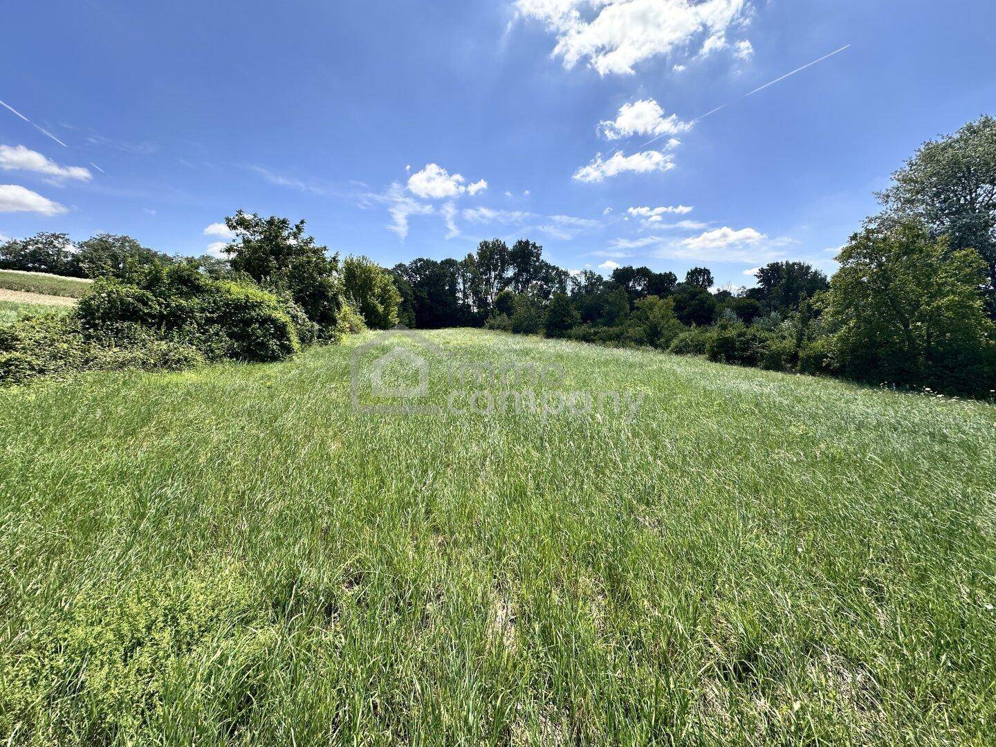 Ausgedehnte grüne Wiesenfläche mit dichter Vegetation und Bäumen am Horizont unter strahlend blauem Himmel.