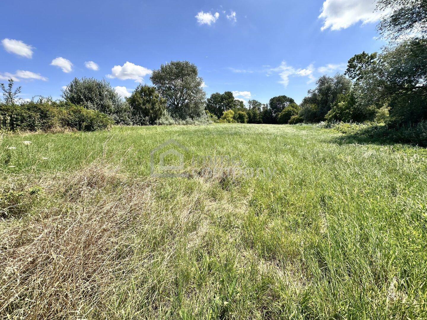 Breite, sonnenverwöhnte Wiese mit hohem Gras und einer Reihe von Bäumen am Horizont unter blauem Himmel.