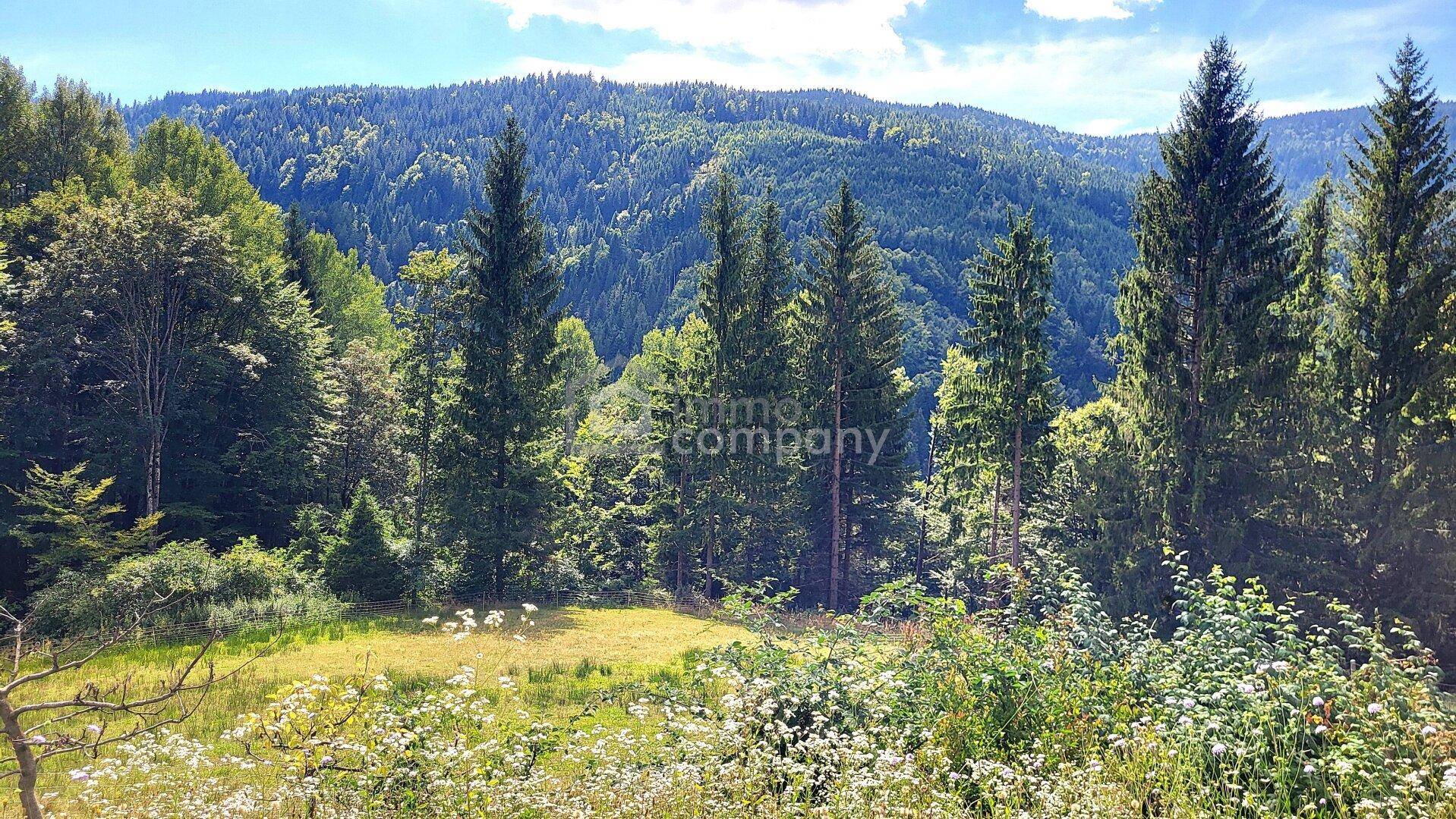Weitläufige grüne Landschaft mit dichten Wäldern und Bergen unter blauem Himmel.
