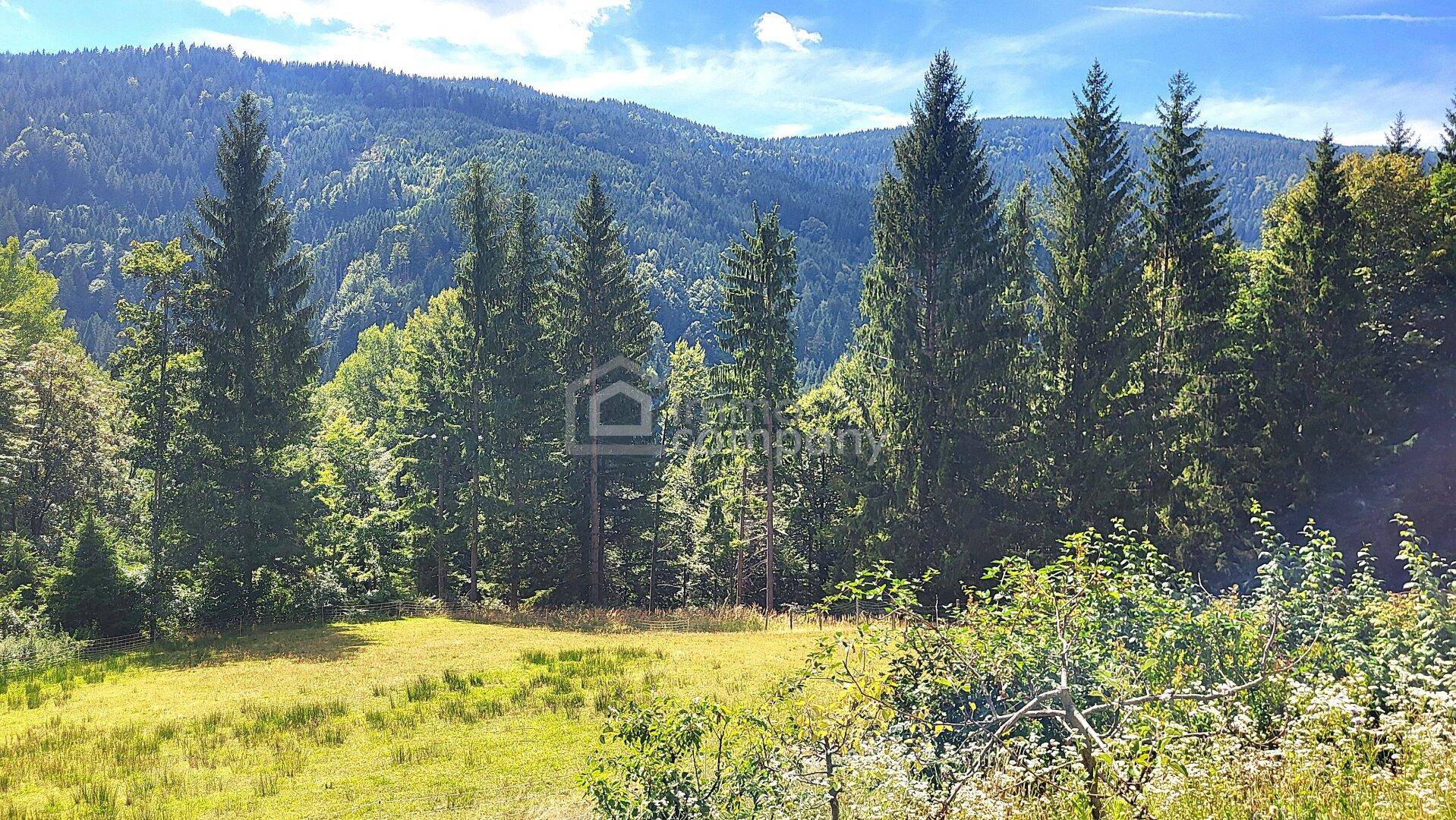 Malerische Berglandschaft mit weiten Wiesen und hohen Nadelbäumen im Sonnenschein.