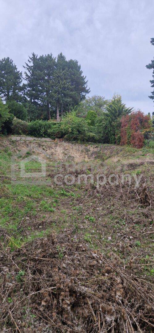 Unbebautes Grundstück mit dichter Vegetation und hohen Bäumen, ideal für ein neues Bauprojekt.