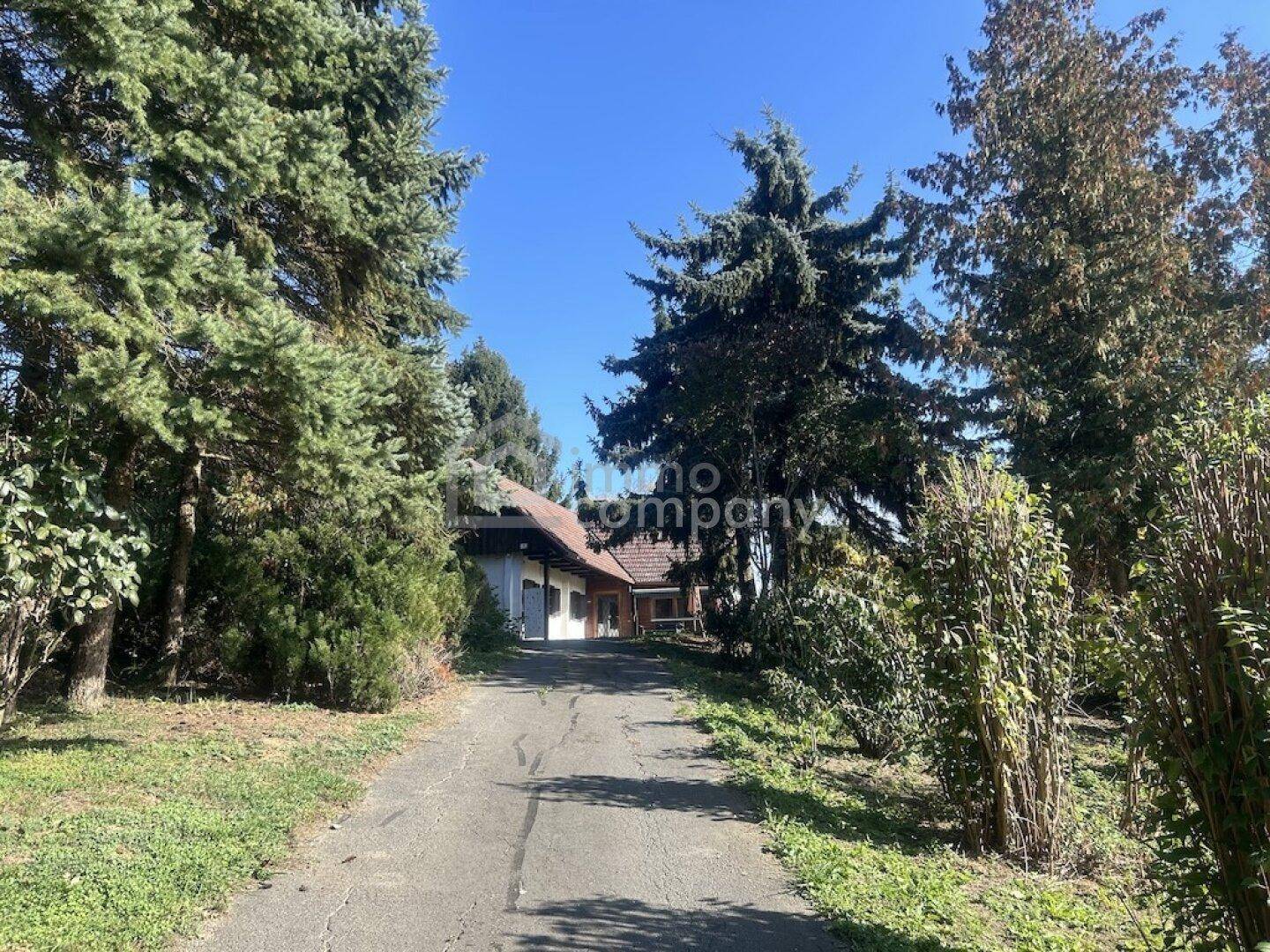 Zufahrt zum Haus, gesäumt von hohen Nadelbäumen und üppiger Vegetation.